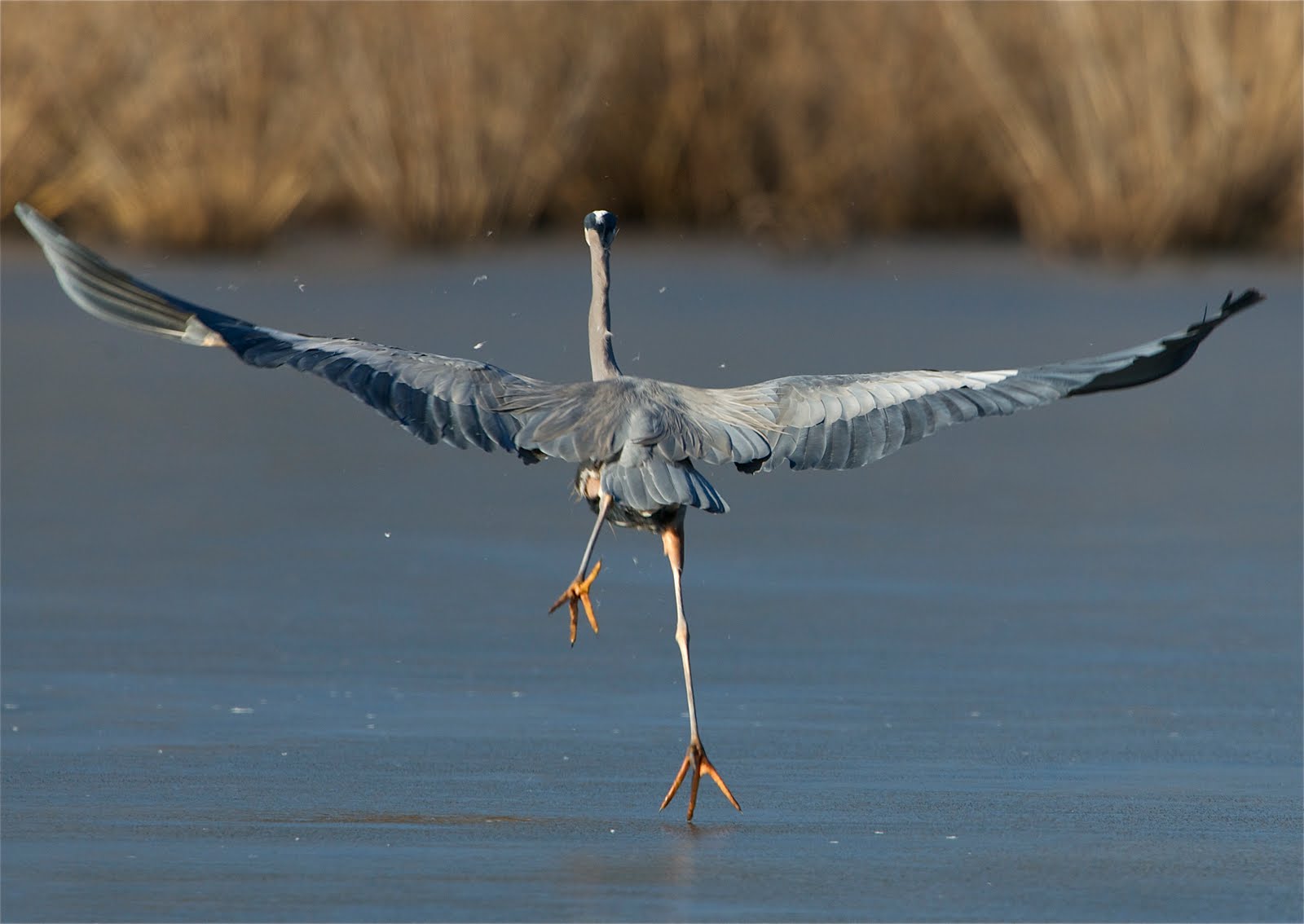 Down the Runway (Click to see a Feathery Take-Off from the frozen pond)