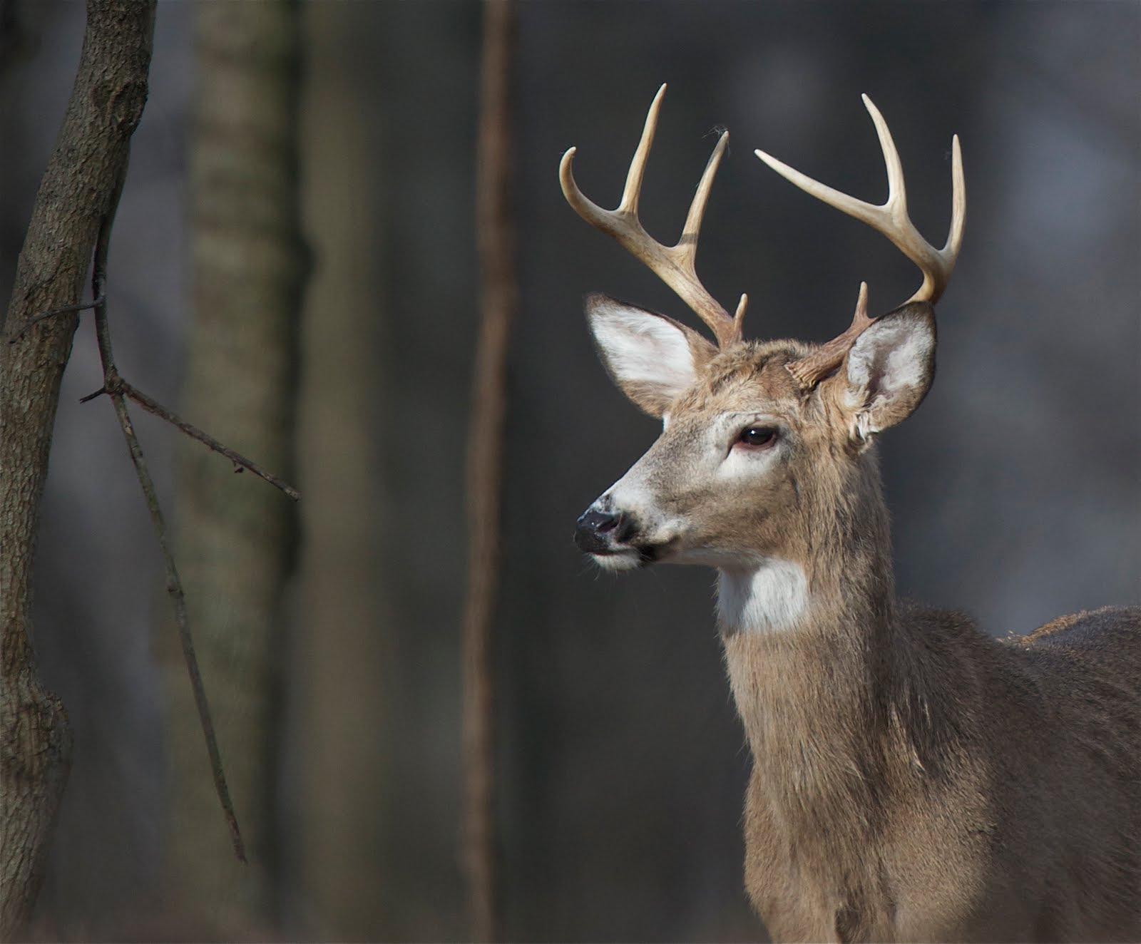 Eight Pointer in the Woods at Valley Forge