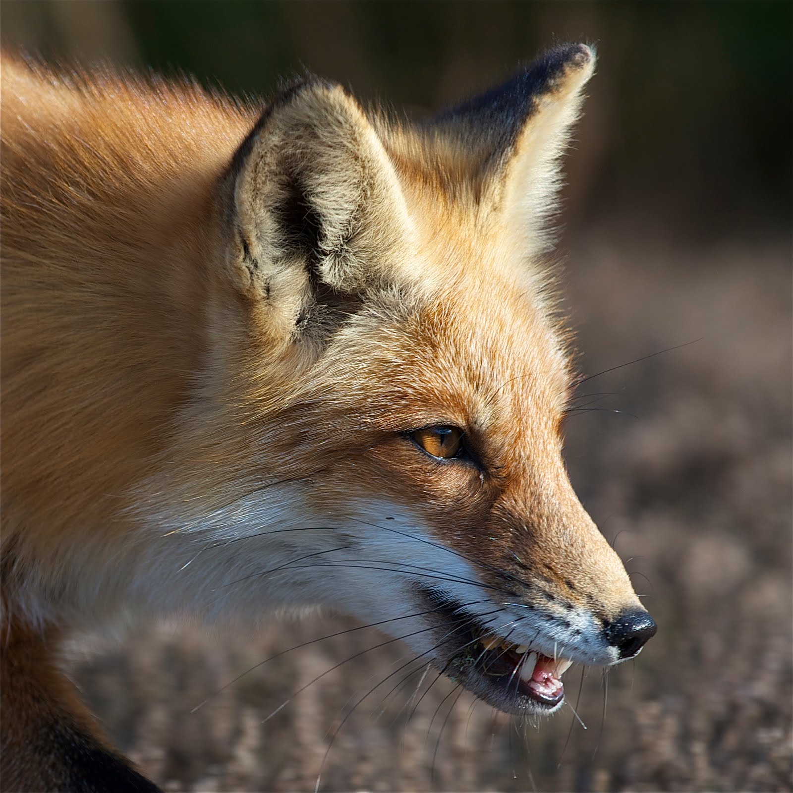 Fox at Island Beach State Park