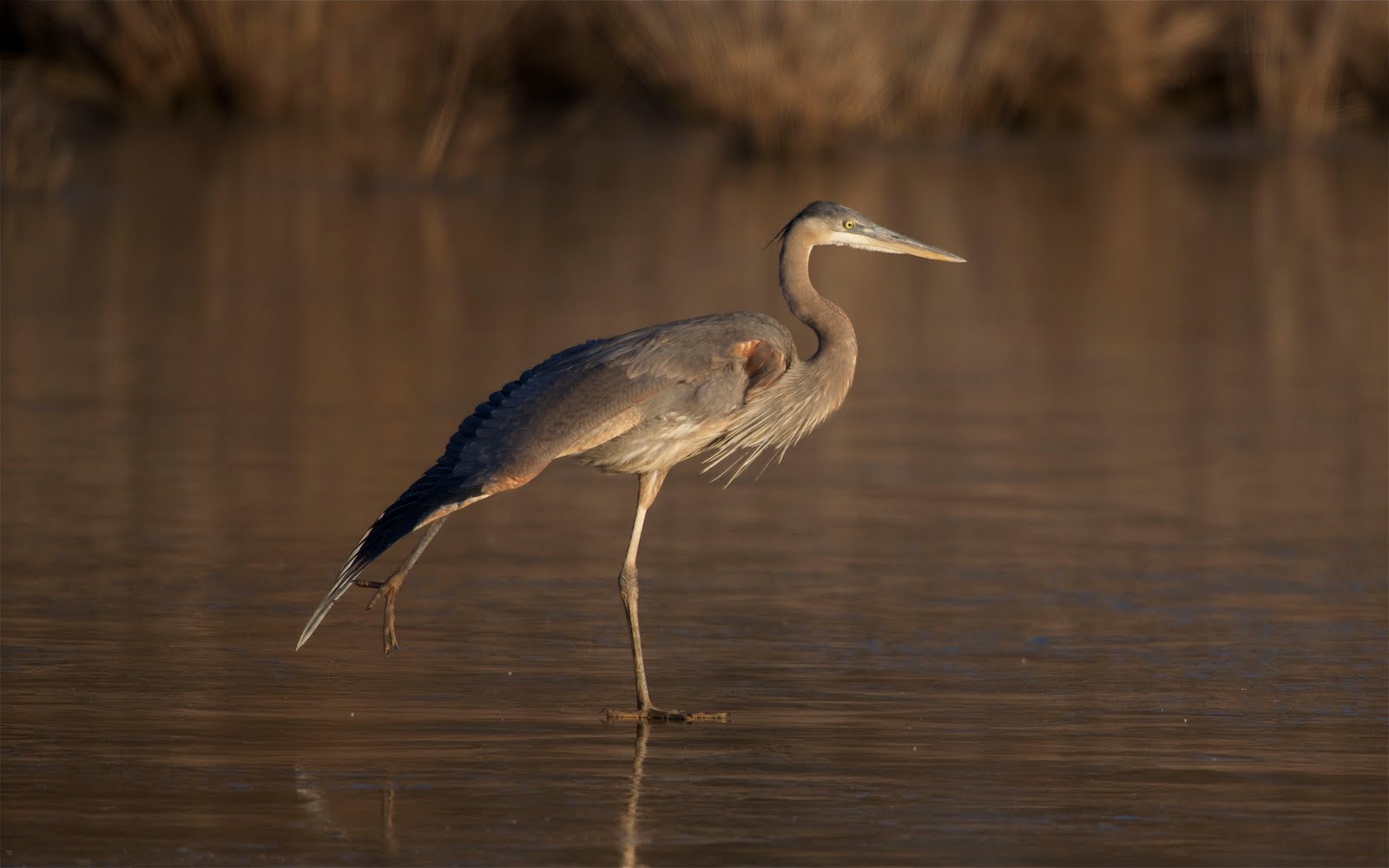 Heron Figure Skating