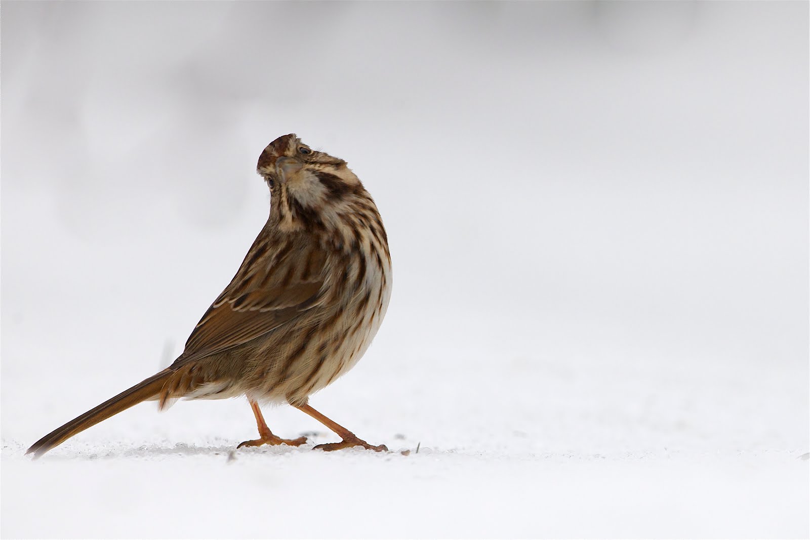 Hey, Is That a New Lens I See? (Click to See His Eyes)