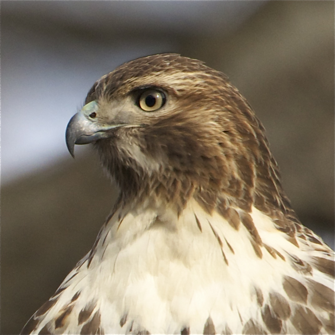 Portrait of a Red Tailed Hawk