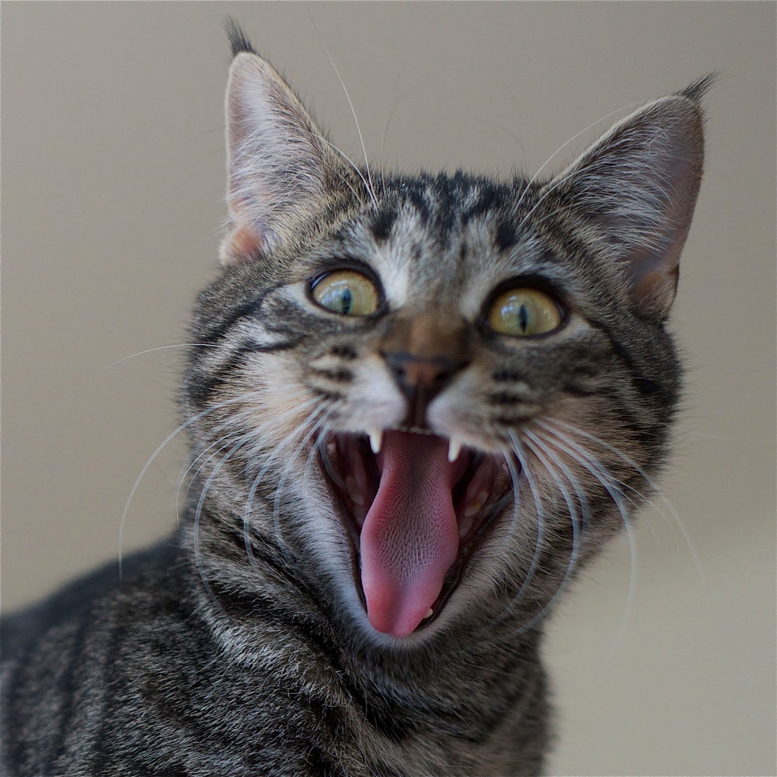 Toto Says “Ahhhh”