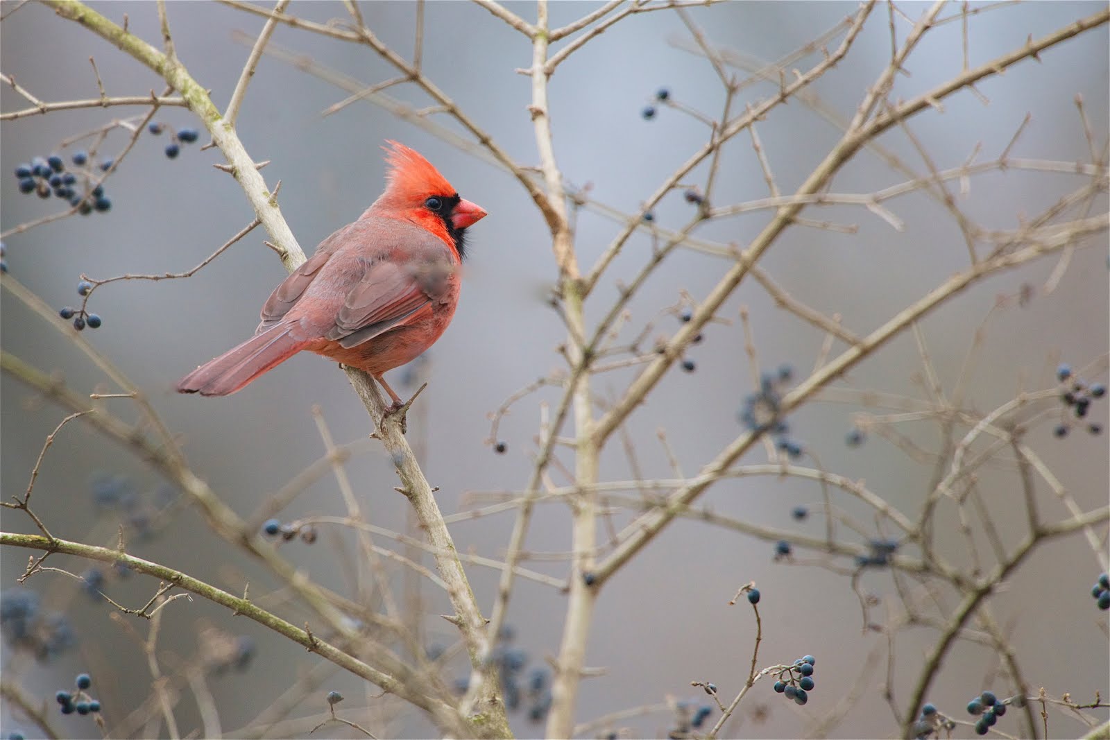 Cardinals in the Branches (Click for a Good View)