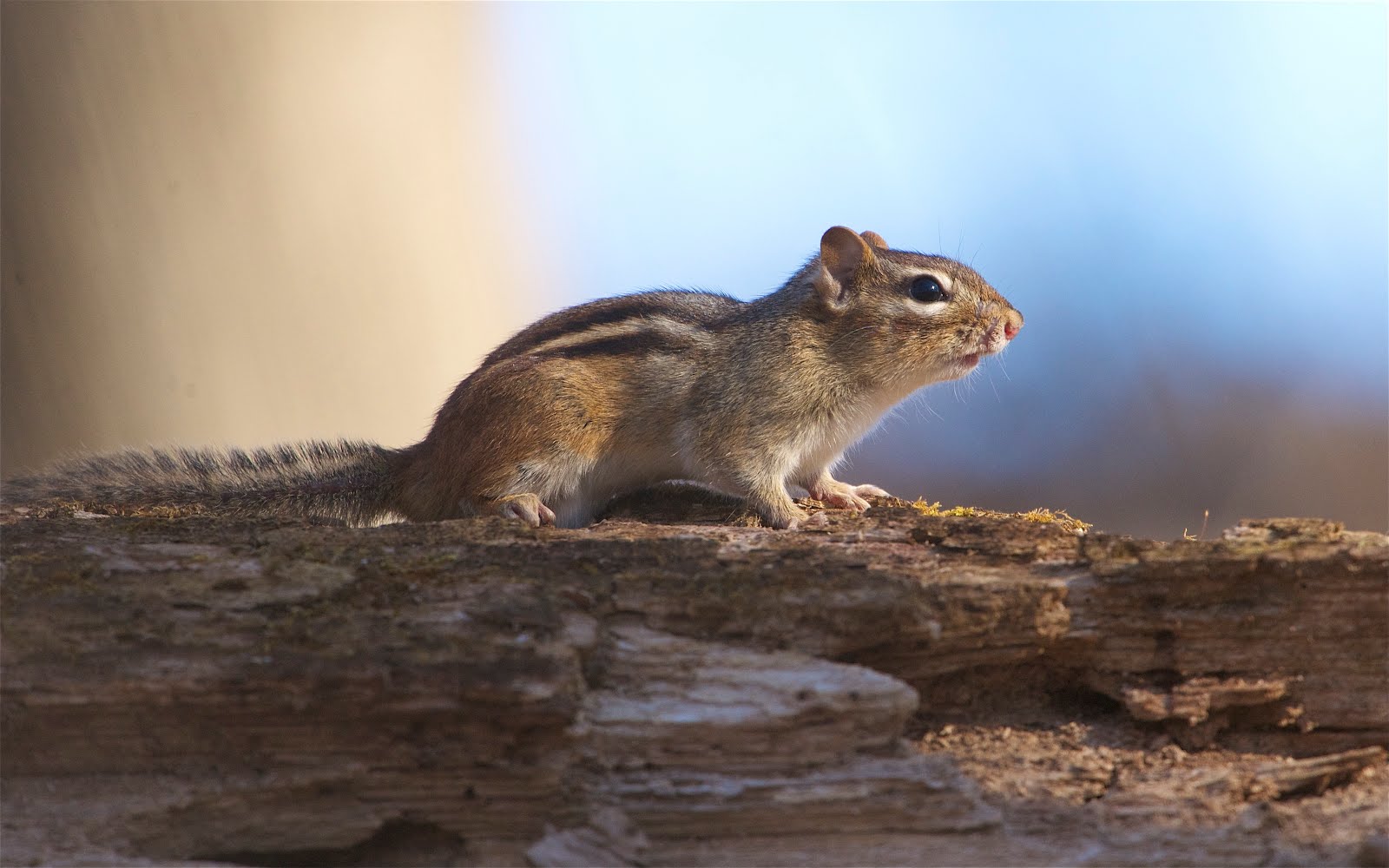 Chipmunk in Valley Forge