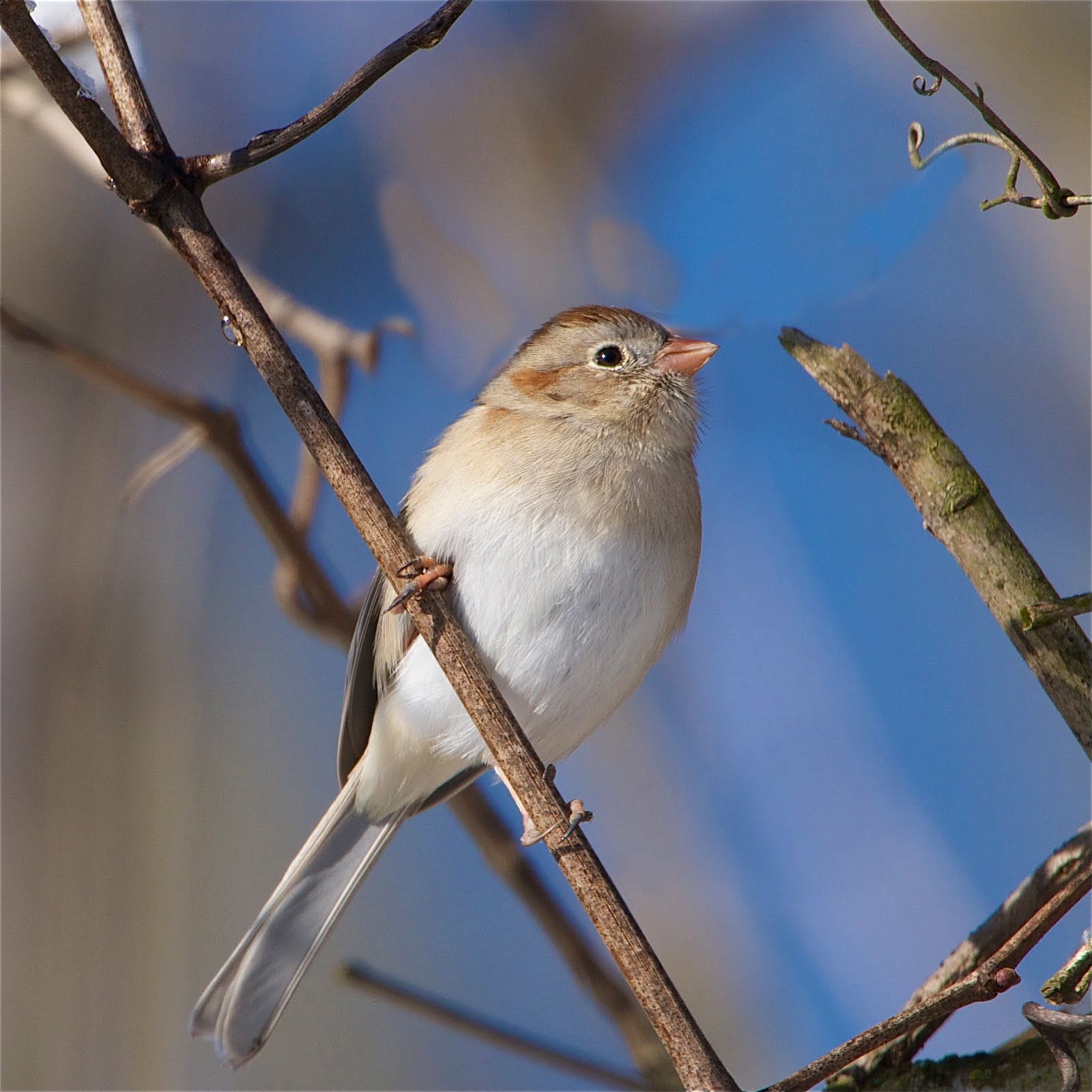 Field Sparrow This Morning at Valley Forge