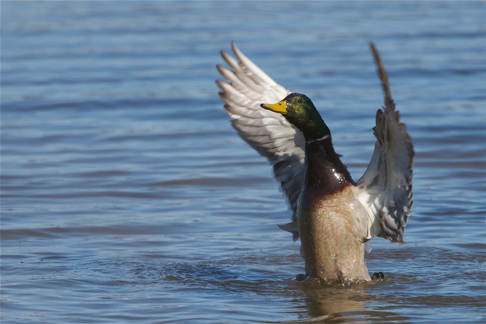 Hallelujah!!! (Click to see the Glint in his Eye)