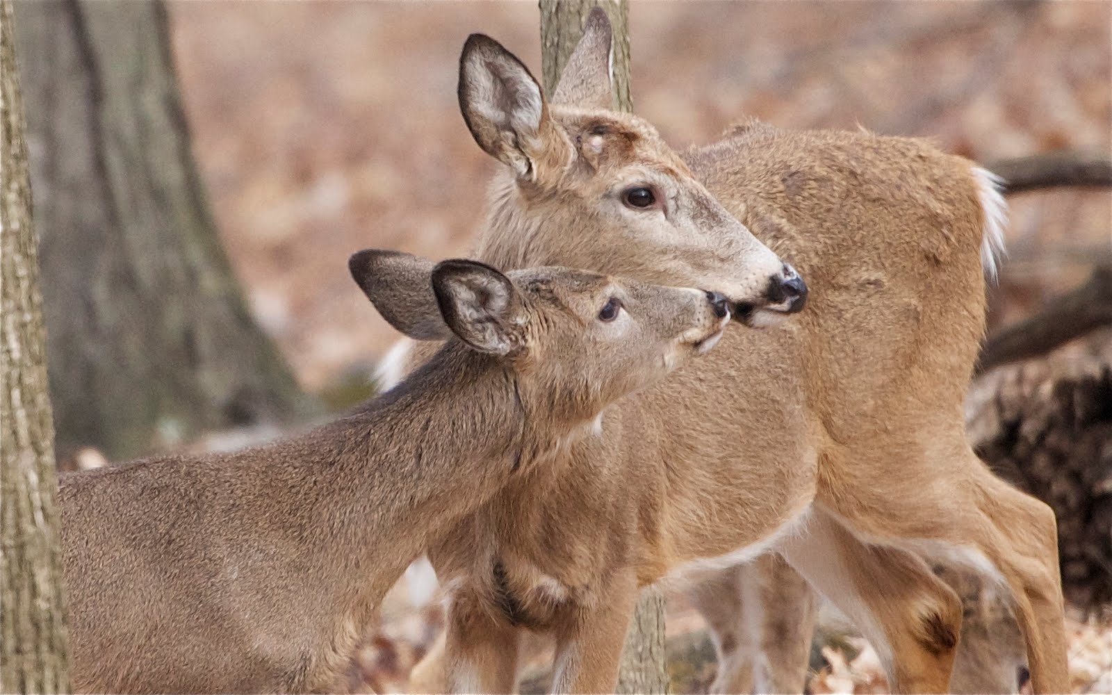 Love My Big Brother Even If He Doesn’t Have His Antlers Anymore (Click to See No Antlers)