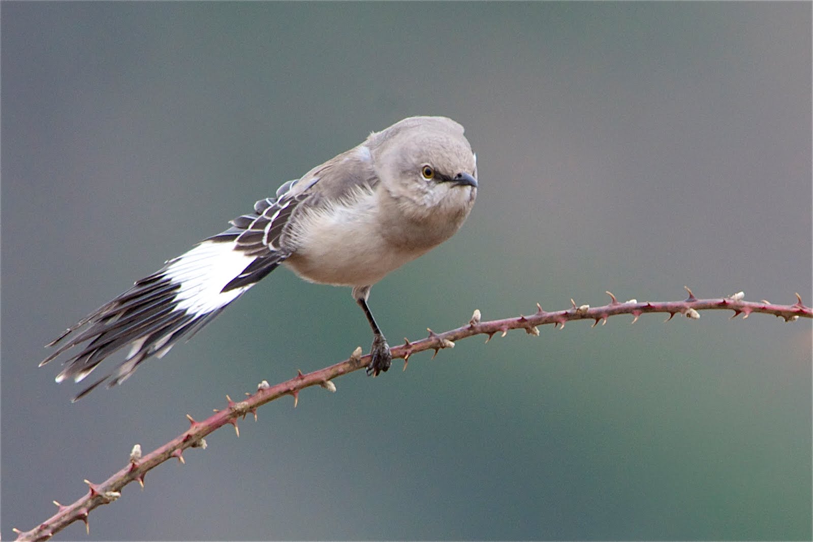 Our Night with Rachmaninoff