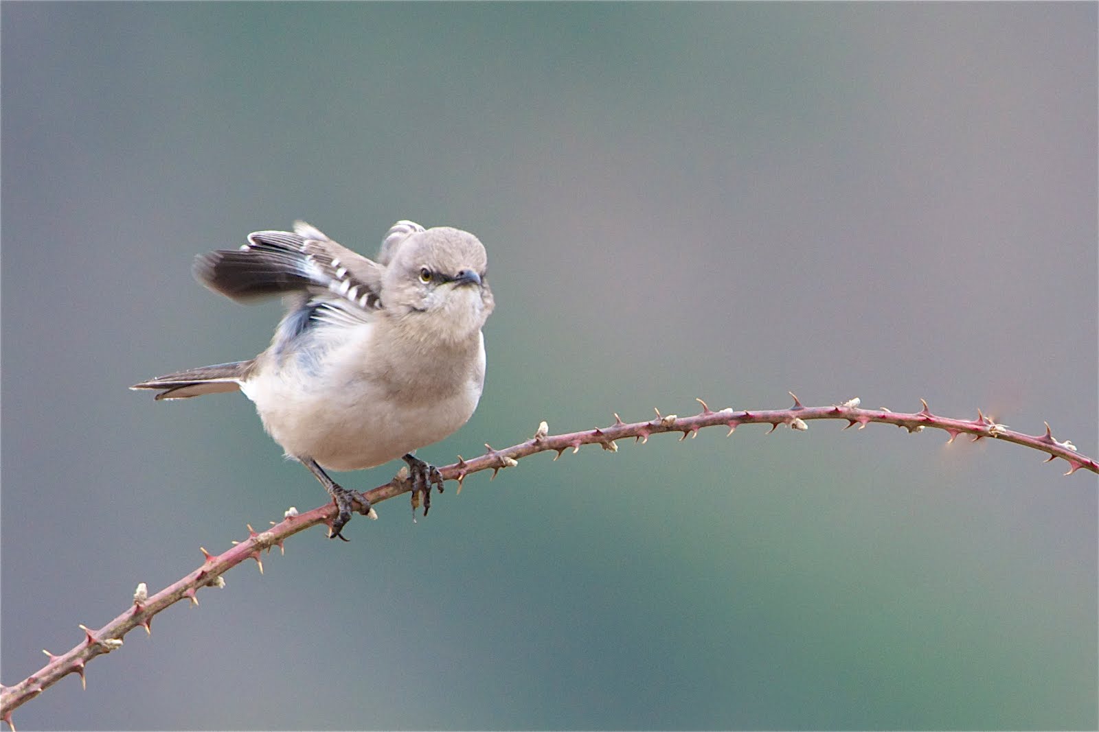 Mockingbird Stretch
