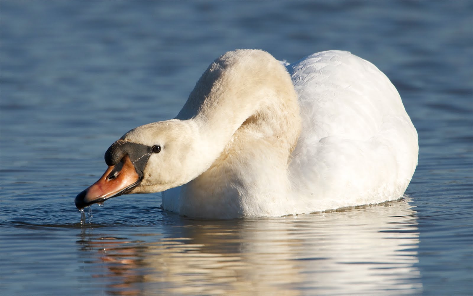 Mute Swan Having a Drink