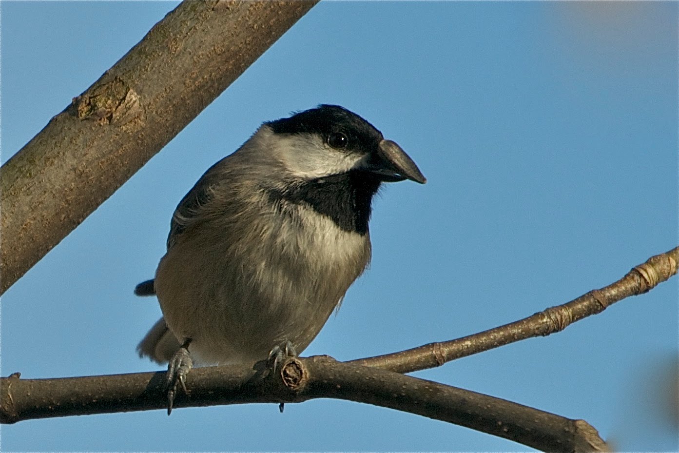 Now Where Did I Put That Seed?