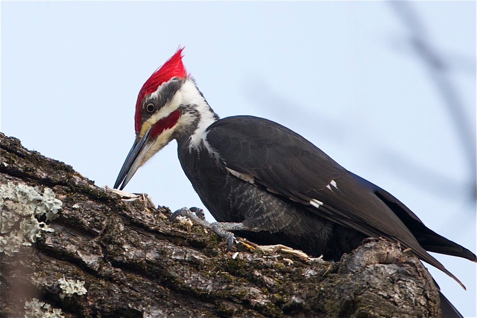 Pileated Woodpecker at Valley Forge