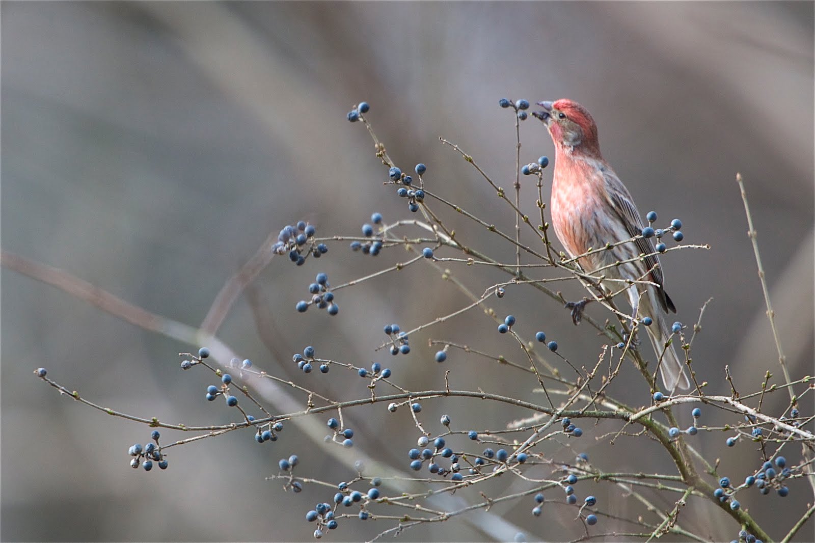 Click to See Purple Finch Enjoying the Berries