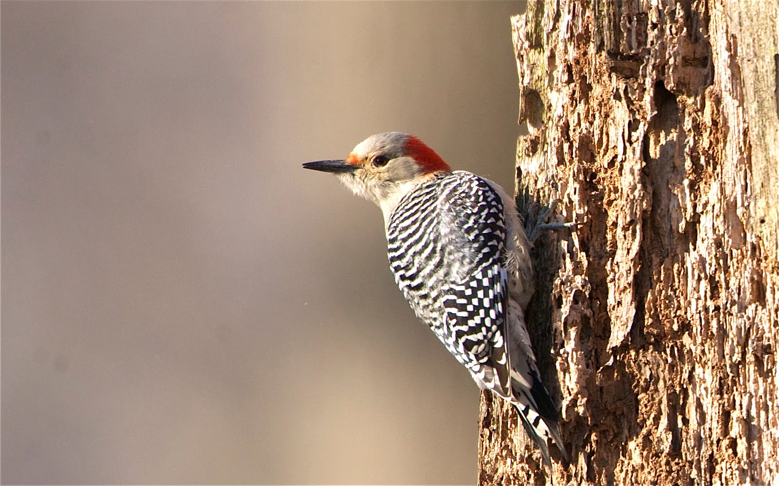 Red Bellied Woodpecker at Valley Forge