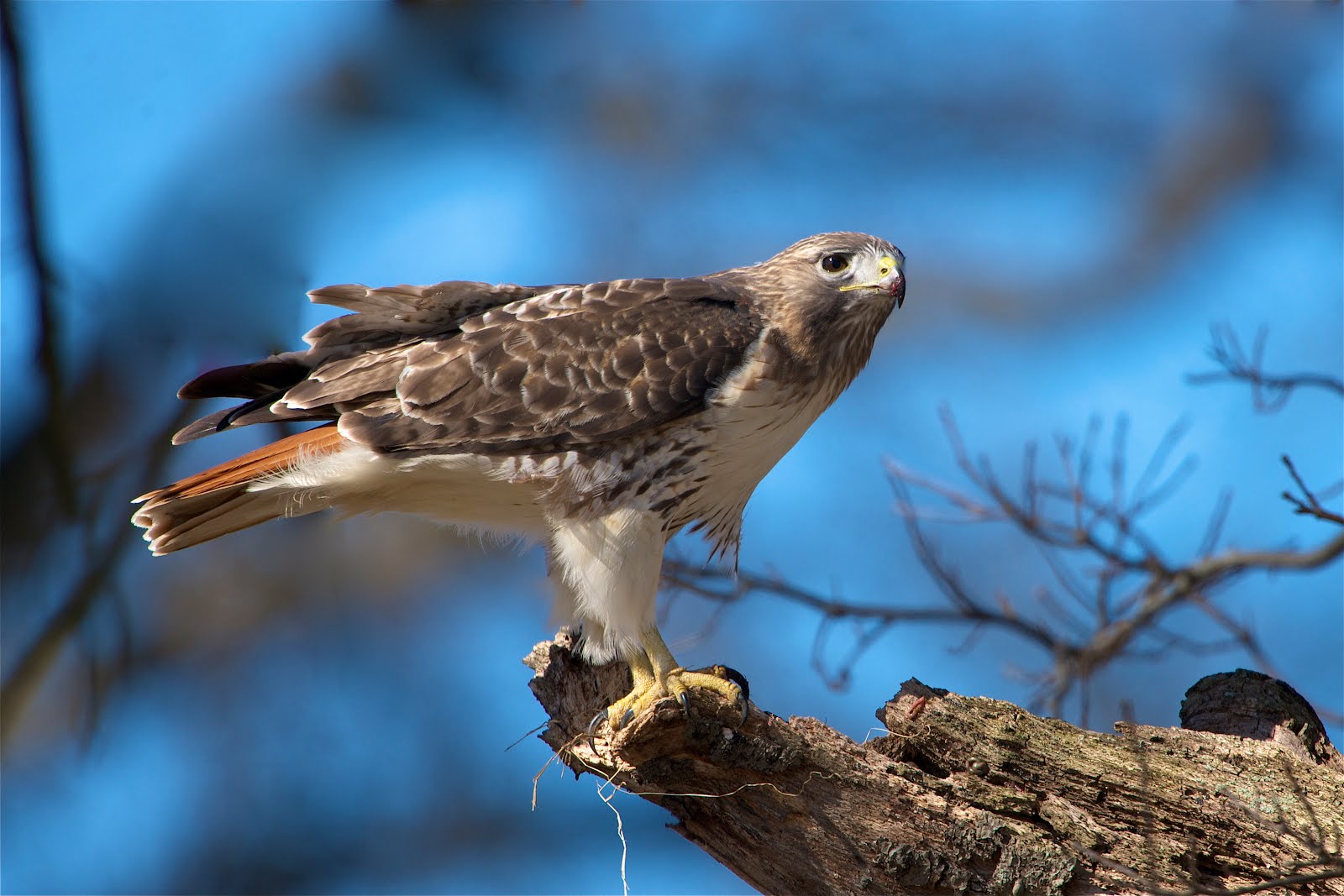 Red Tail Hawk