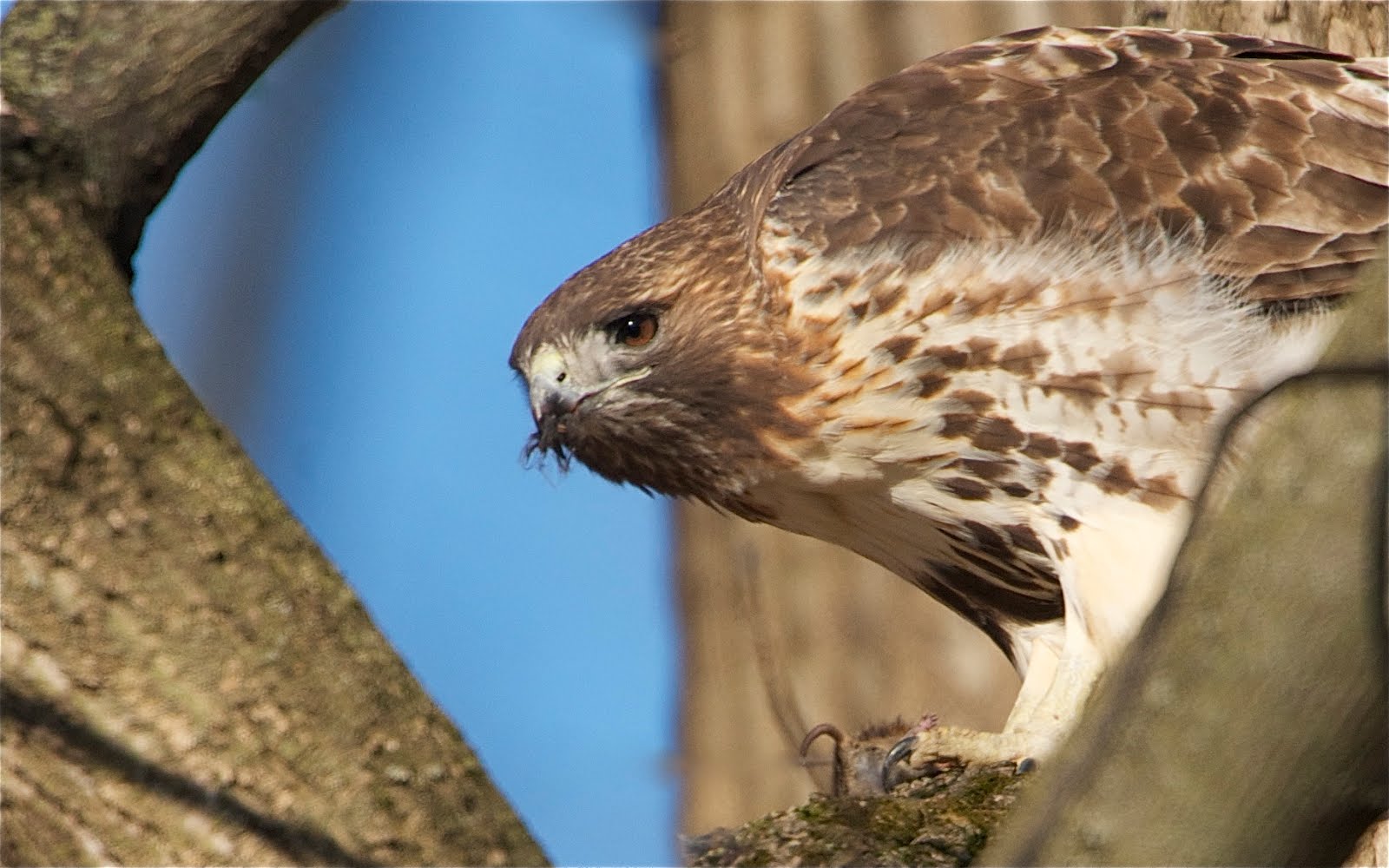 Red Tailed Hawk with a Mouth Full of Fur