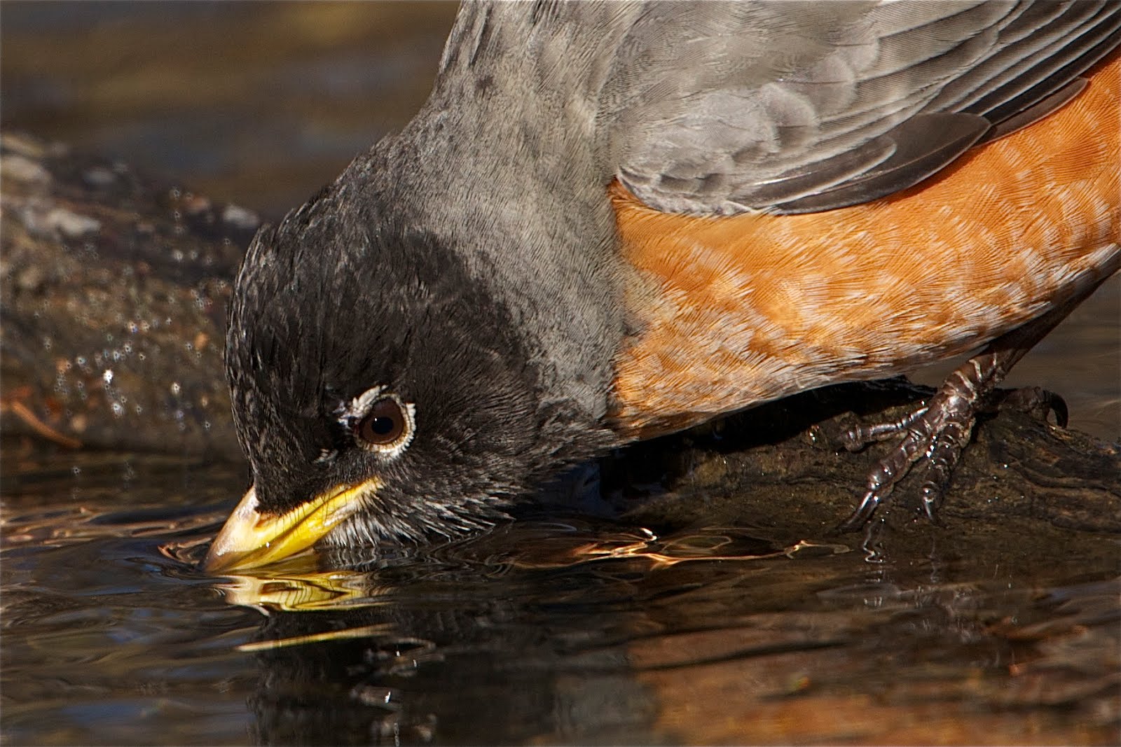 Early Bird Takes a Drink (Click on His Beak for a Good View)