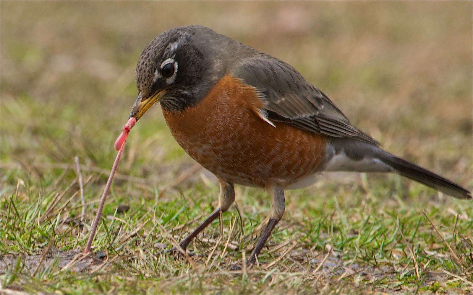 The Early Bird (Click on the Poor Little Worm for a Better View)