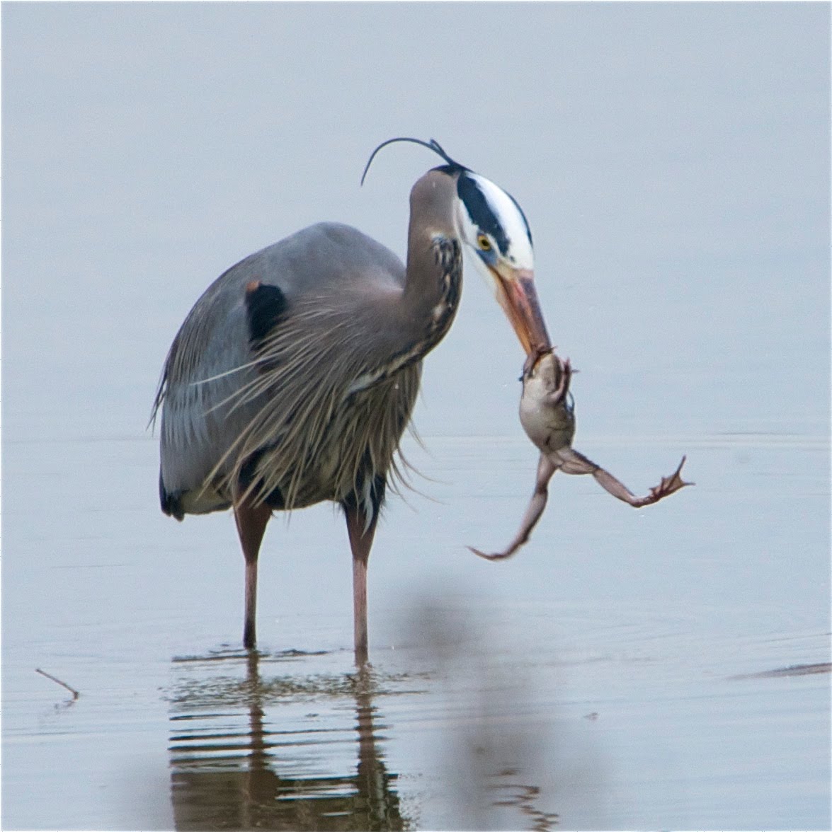 Great Blue Heron with One Big Frog