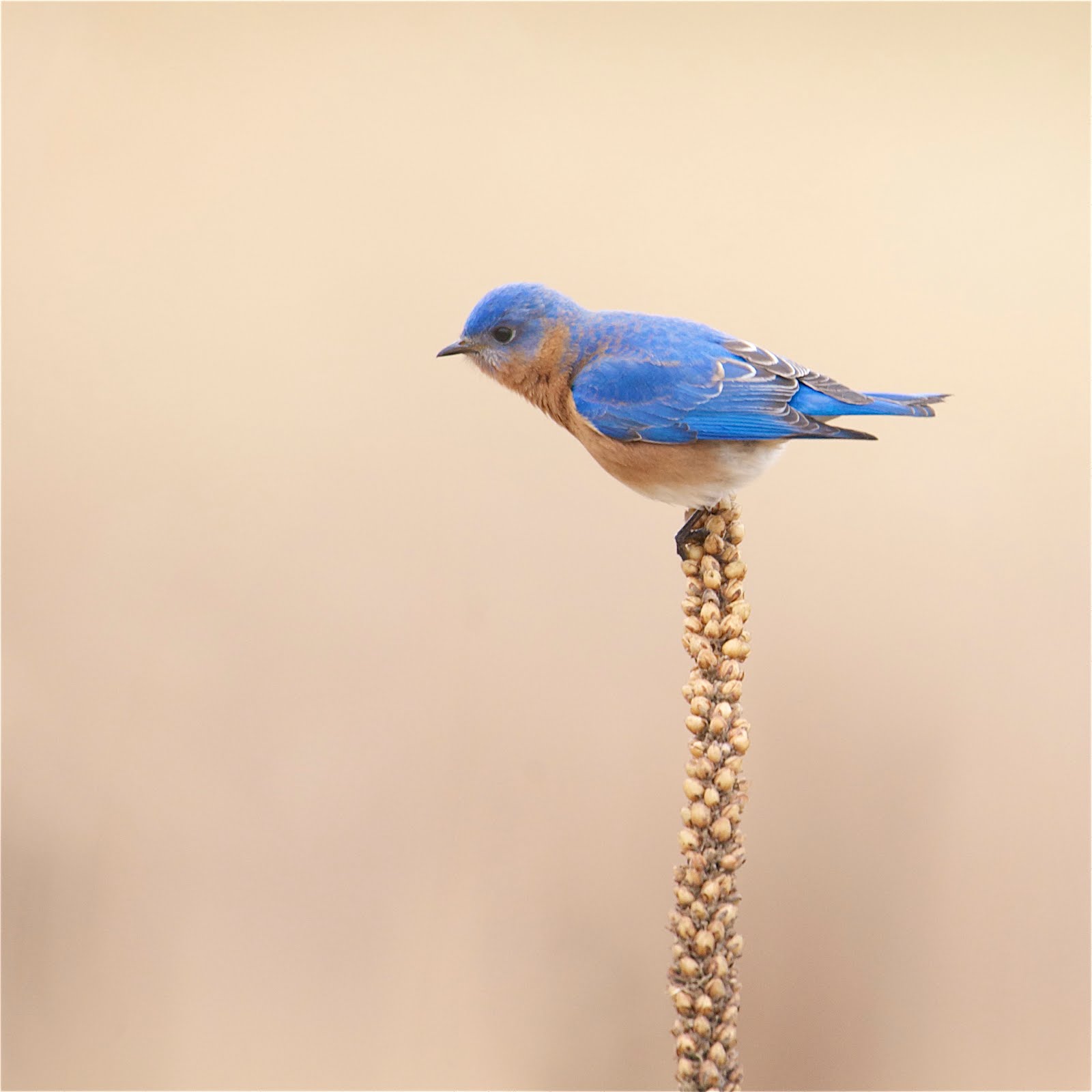 Bluebird Balancing on a Mullen Plant at Valley Forge