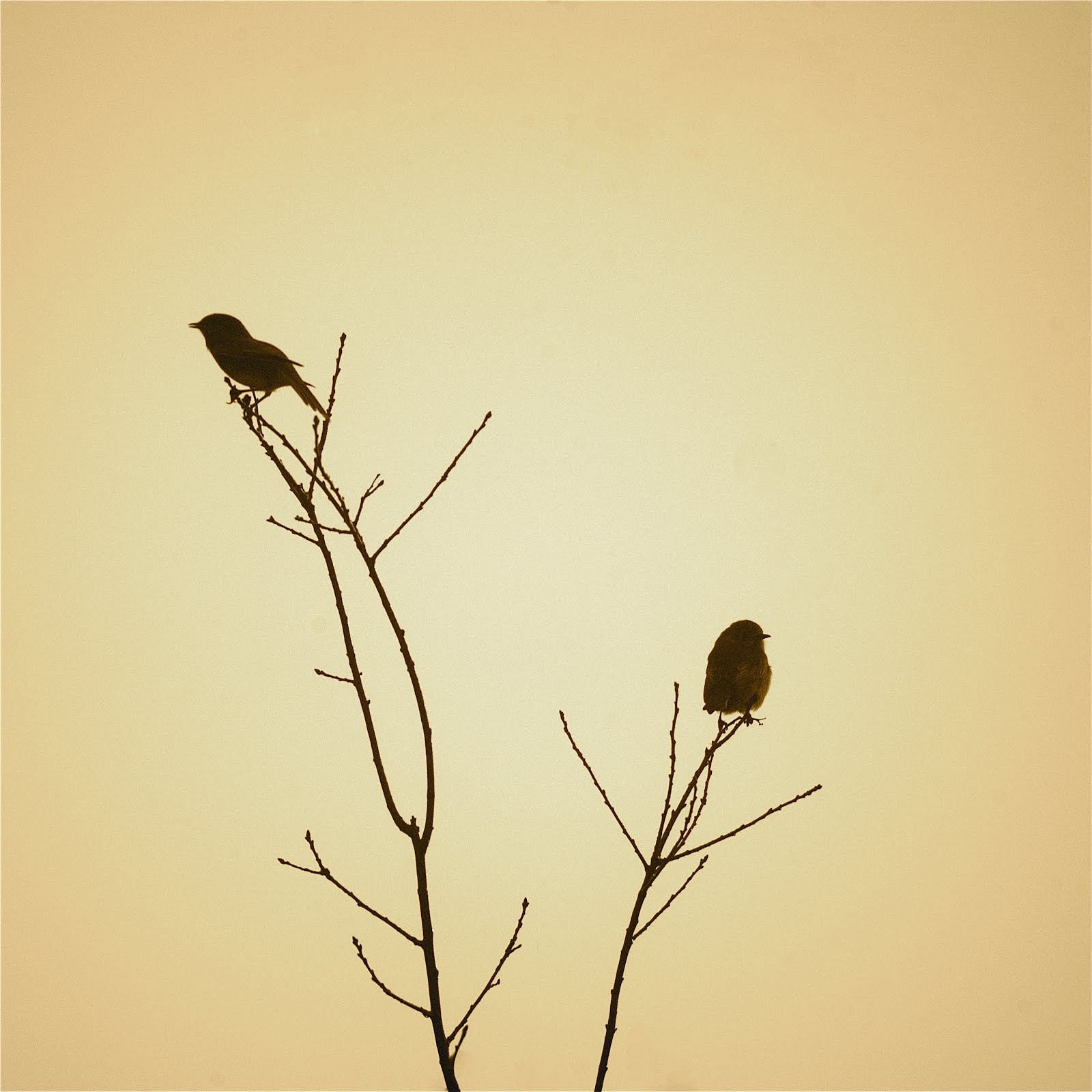 Bluebirds in Sepia and Fog