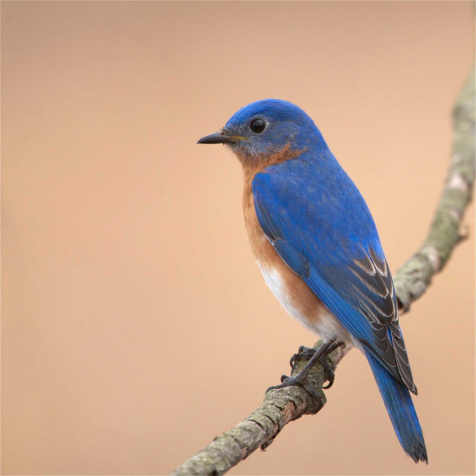 He Was So Close I Could Almost Touch Him