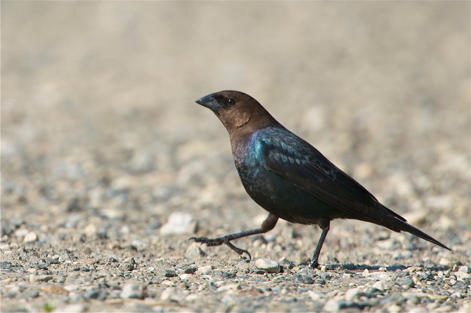 Eastern Cowbird Taking a Stroll (Click to See His Brown Head)