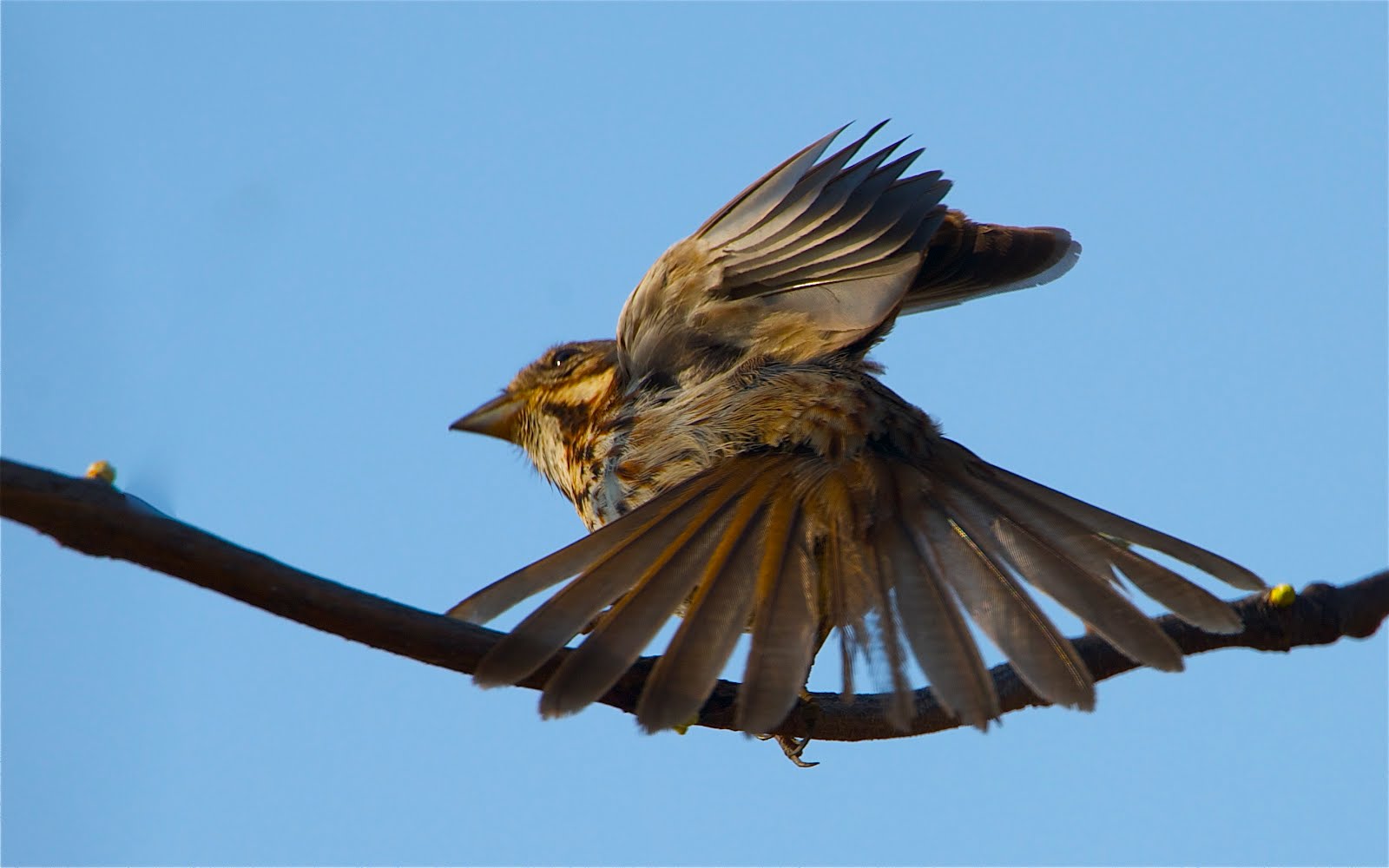 Feathers – Click to See Each One