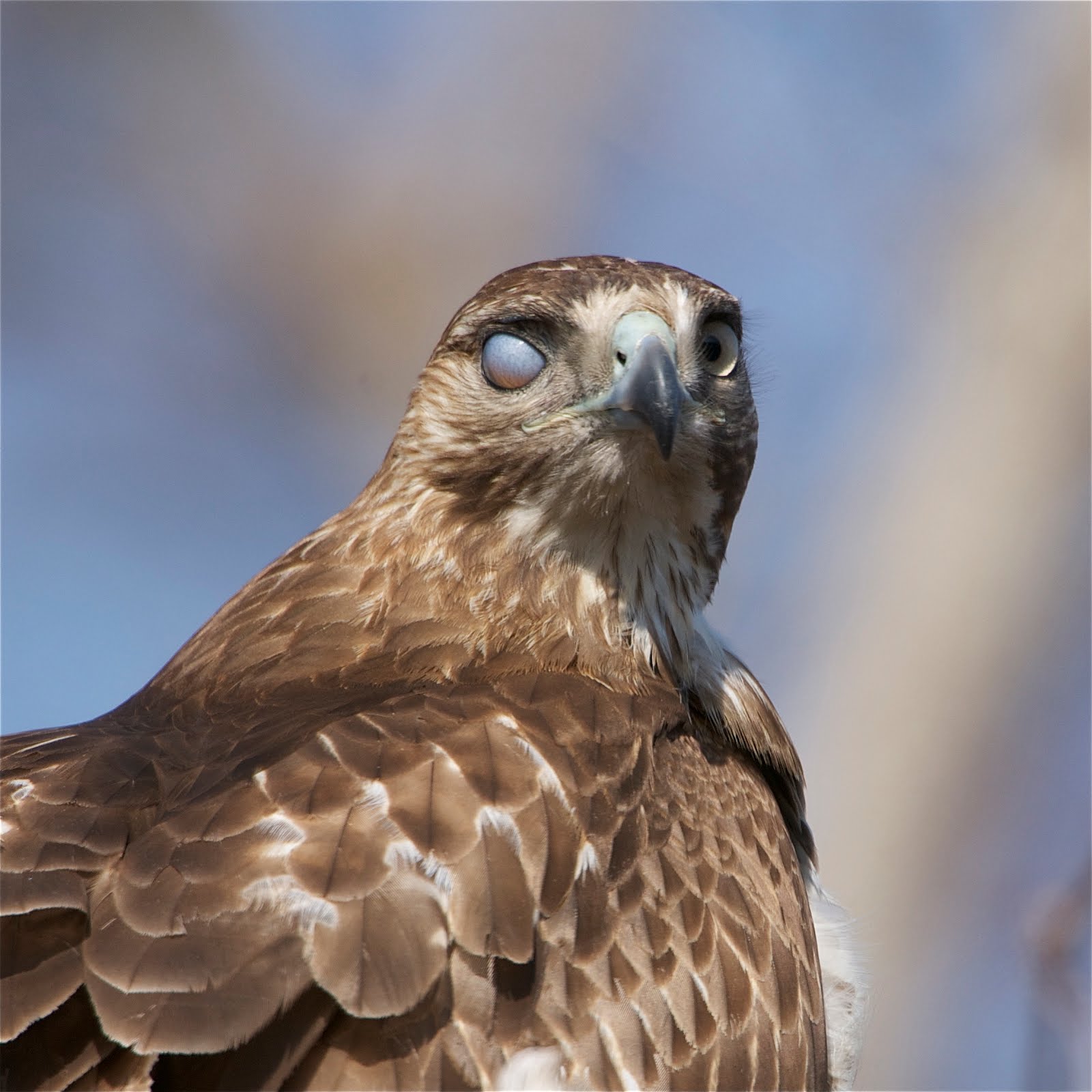 Red Tailed Hawk with Funny Eye