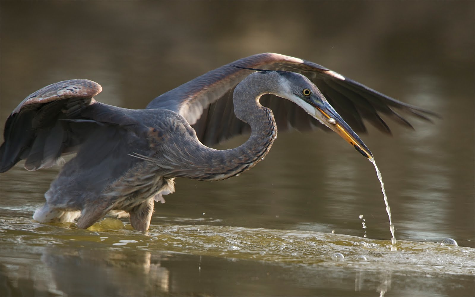 The Little Minnow (Click to See) – Never Had a Chance