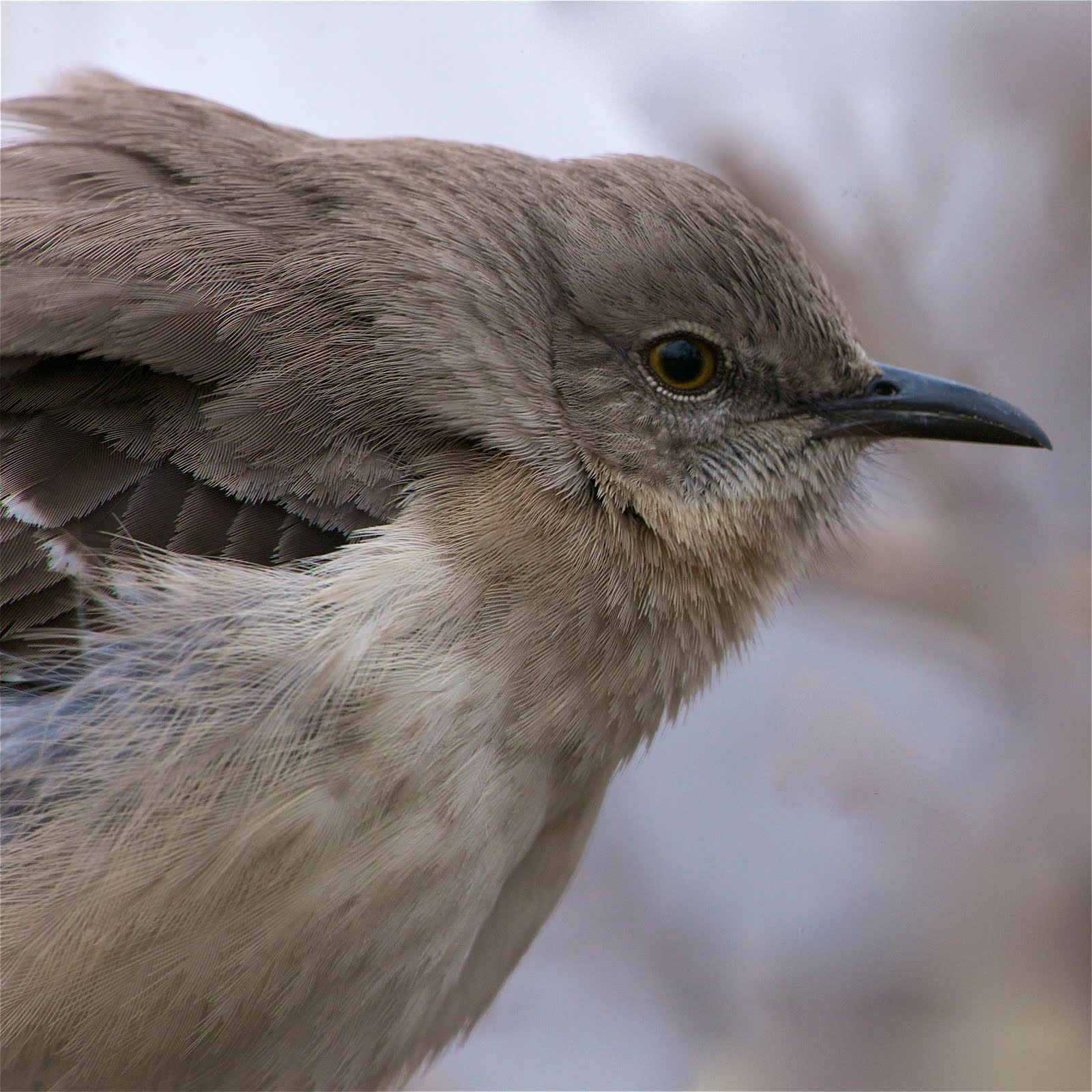 Mockingbird Head Shot