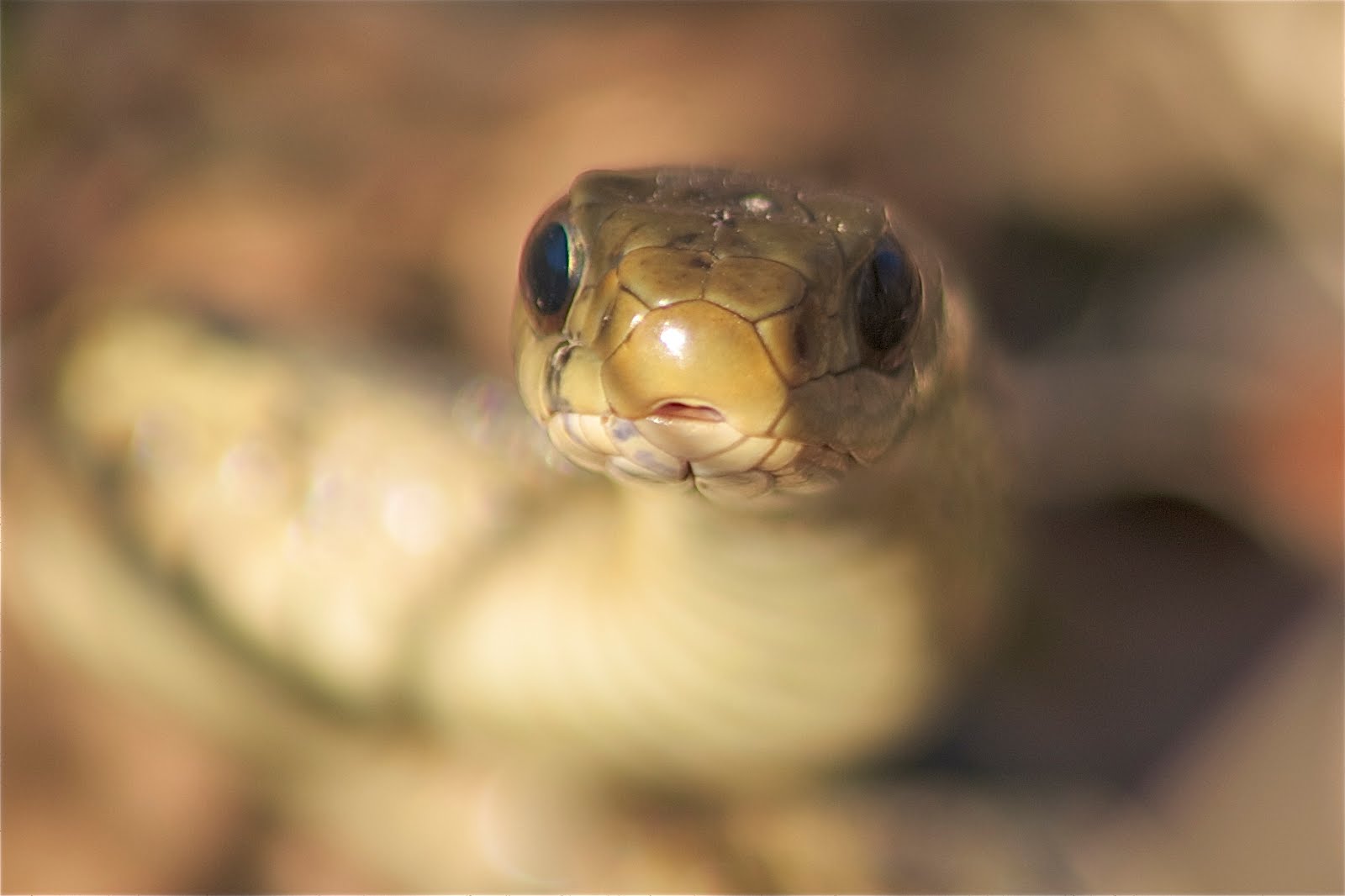 Annoyed Garter Snake