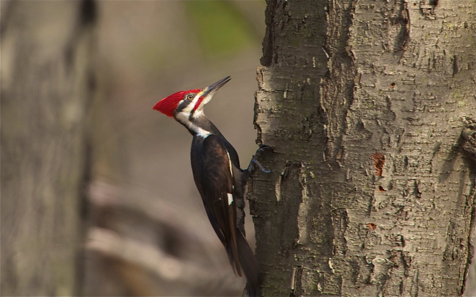 The Pileated Woodpecker – Valley Forge