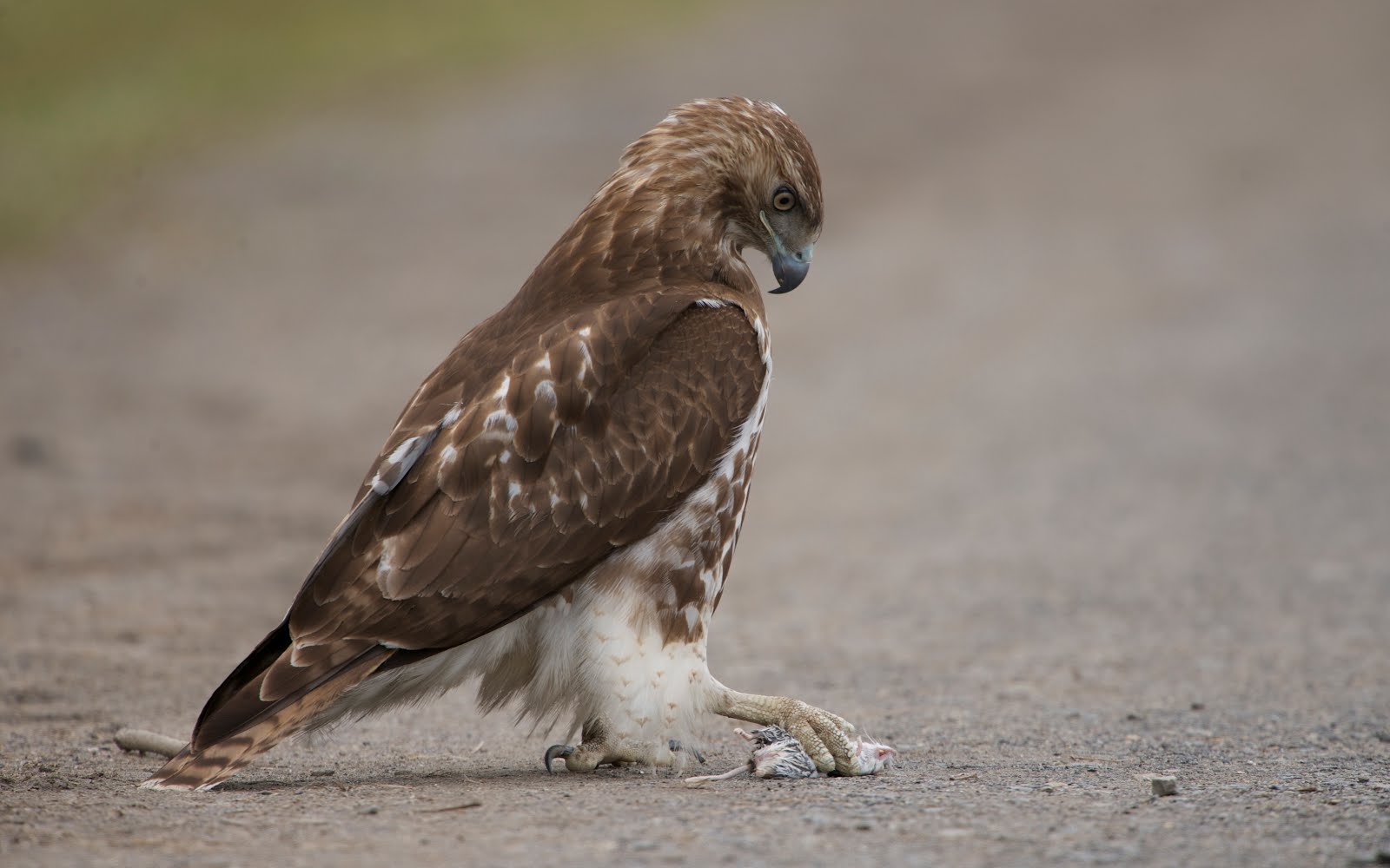 Red Tailed Hawk with Poor Little Mouse. Click for Better View