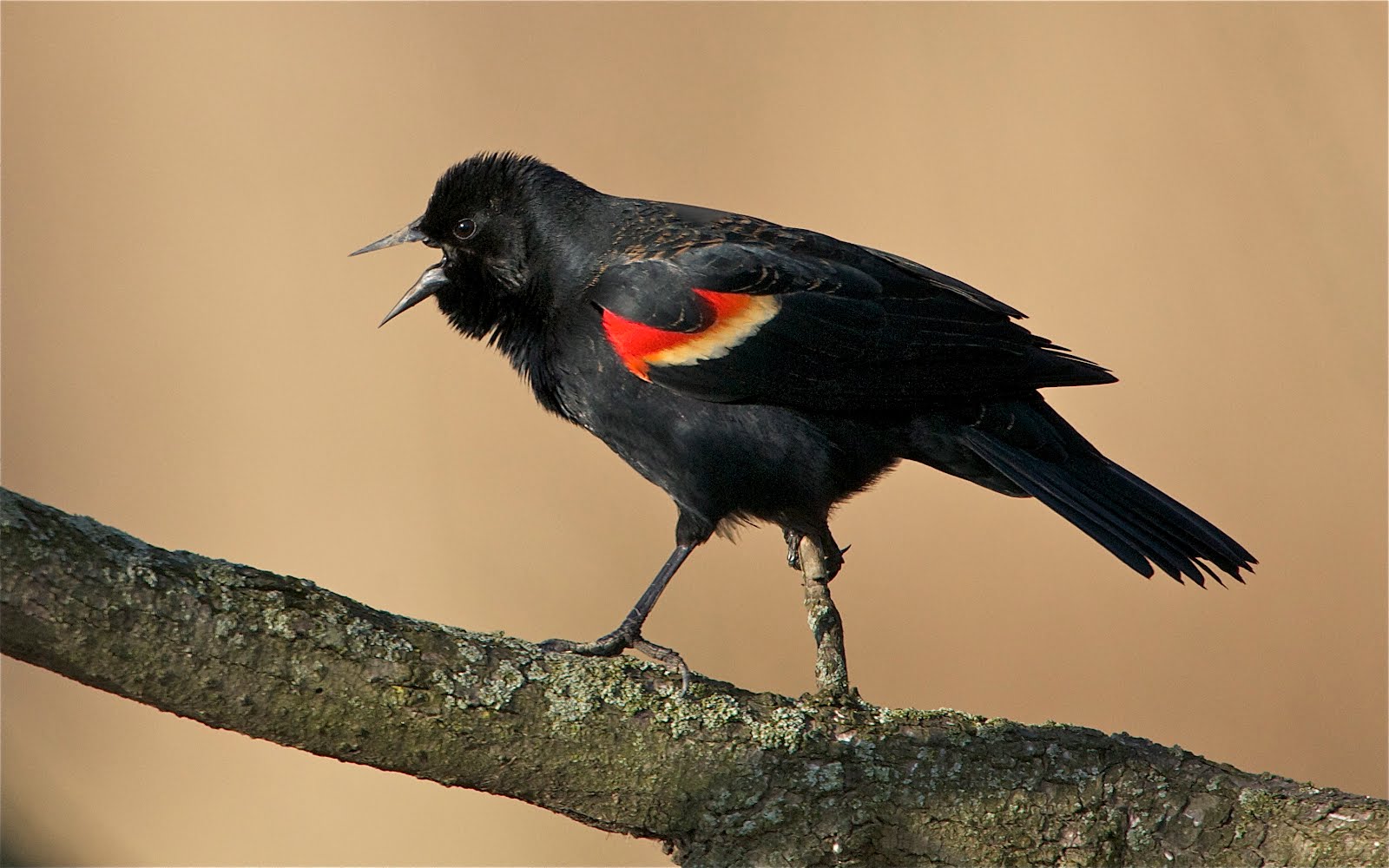 Red Wing Blackbird