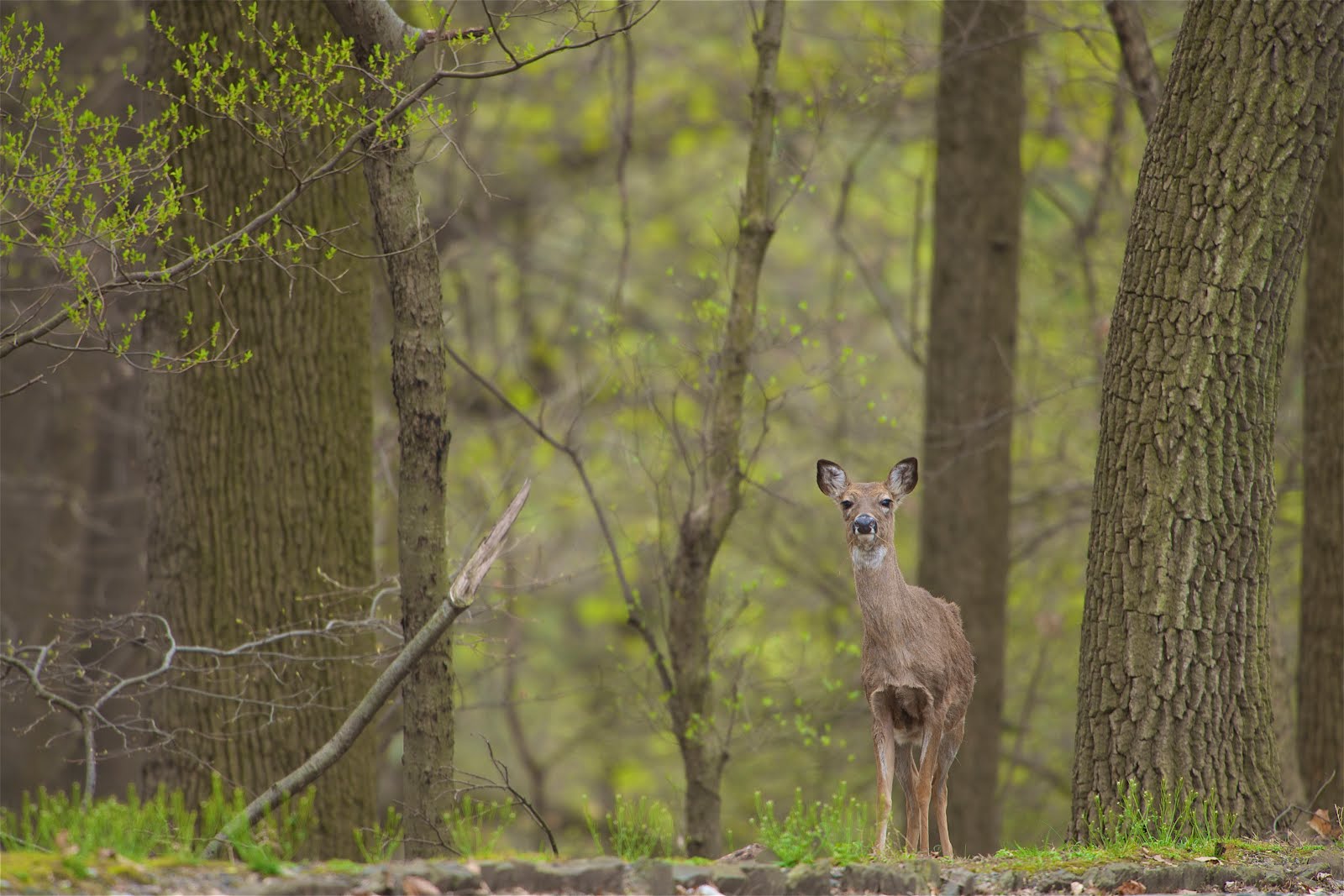 Spring in the Woods at Valley Forge