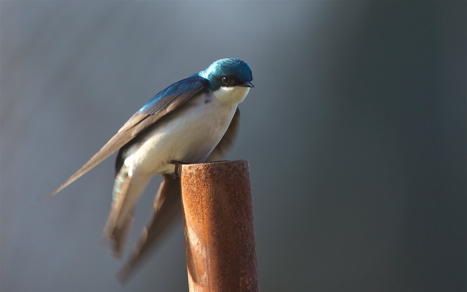 Nervous Tree Swallow (Click for Best View)