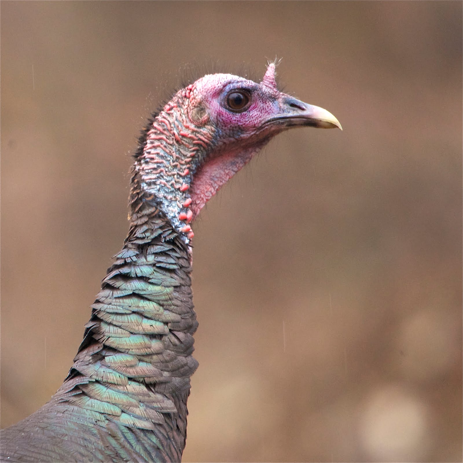 Portrait of a Wild Turkey