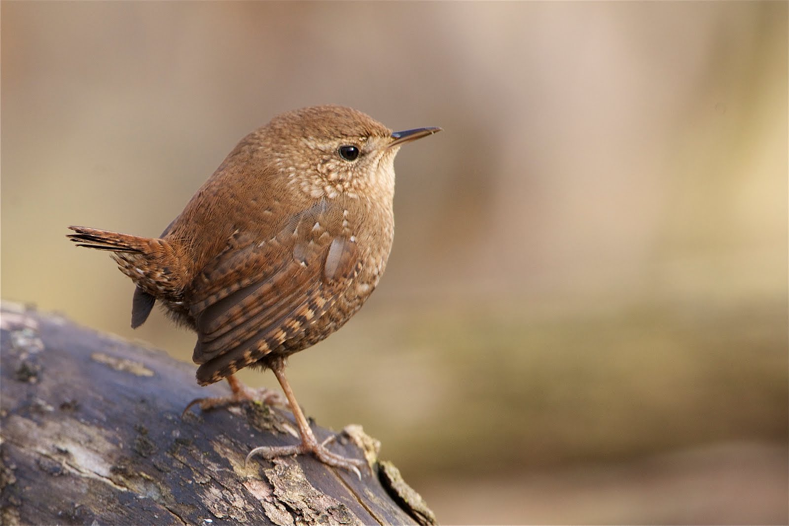 Two Finalists This Month – “Toto Sees a Bird During Photo Session” and “Little Winter Wren”