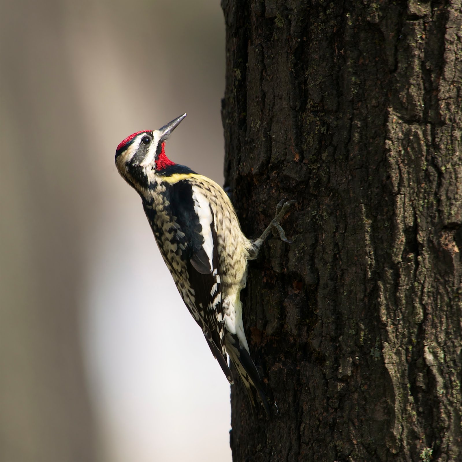 Yellow Bellied Sapsucker