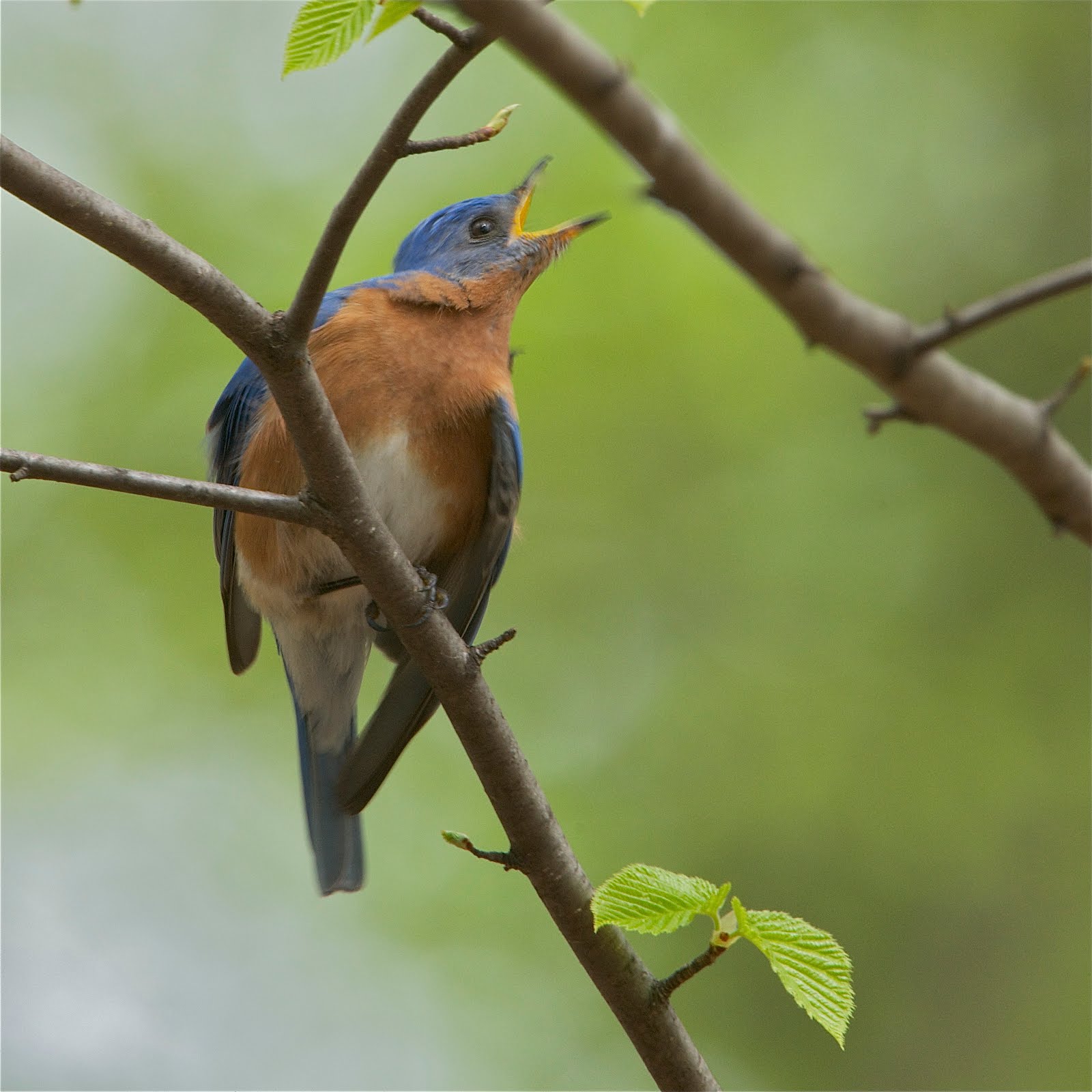 Bluebird with Open Mouth