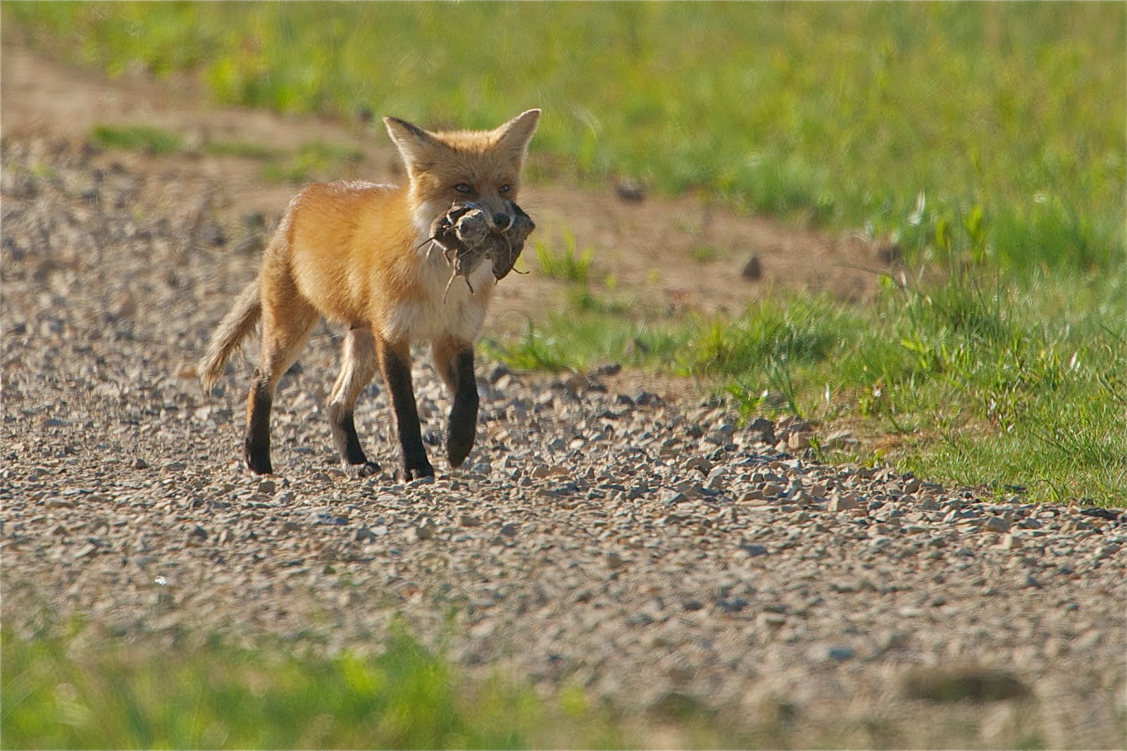 Bringing Home the Groceries