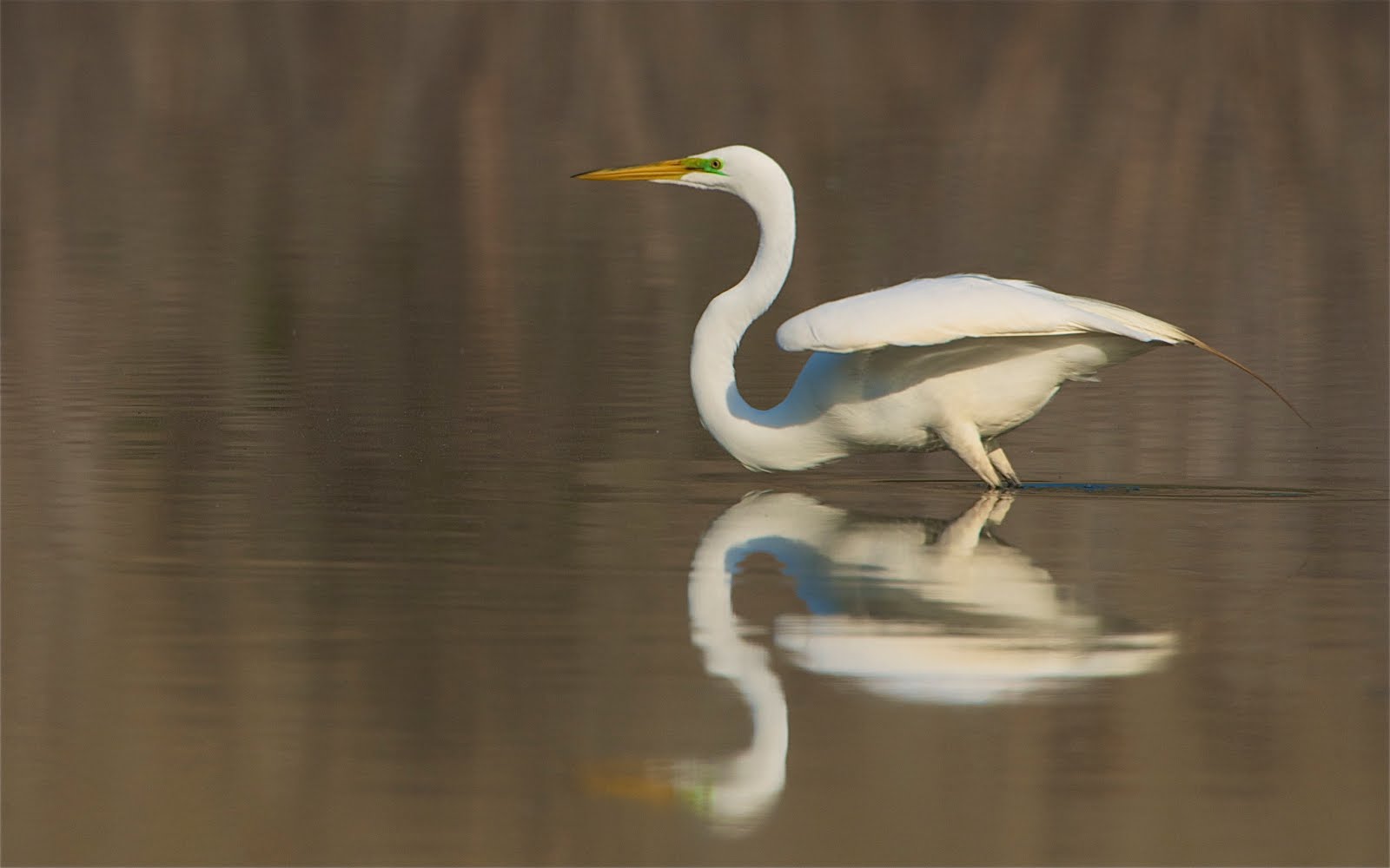 Egret Curves