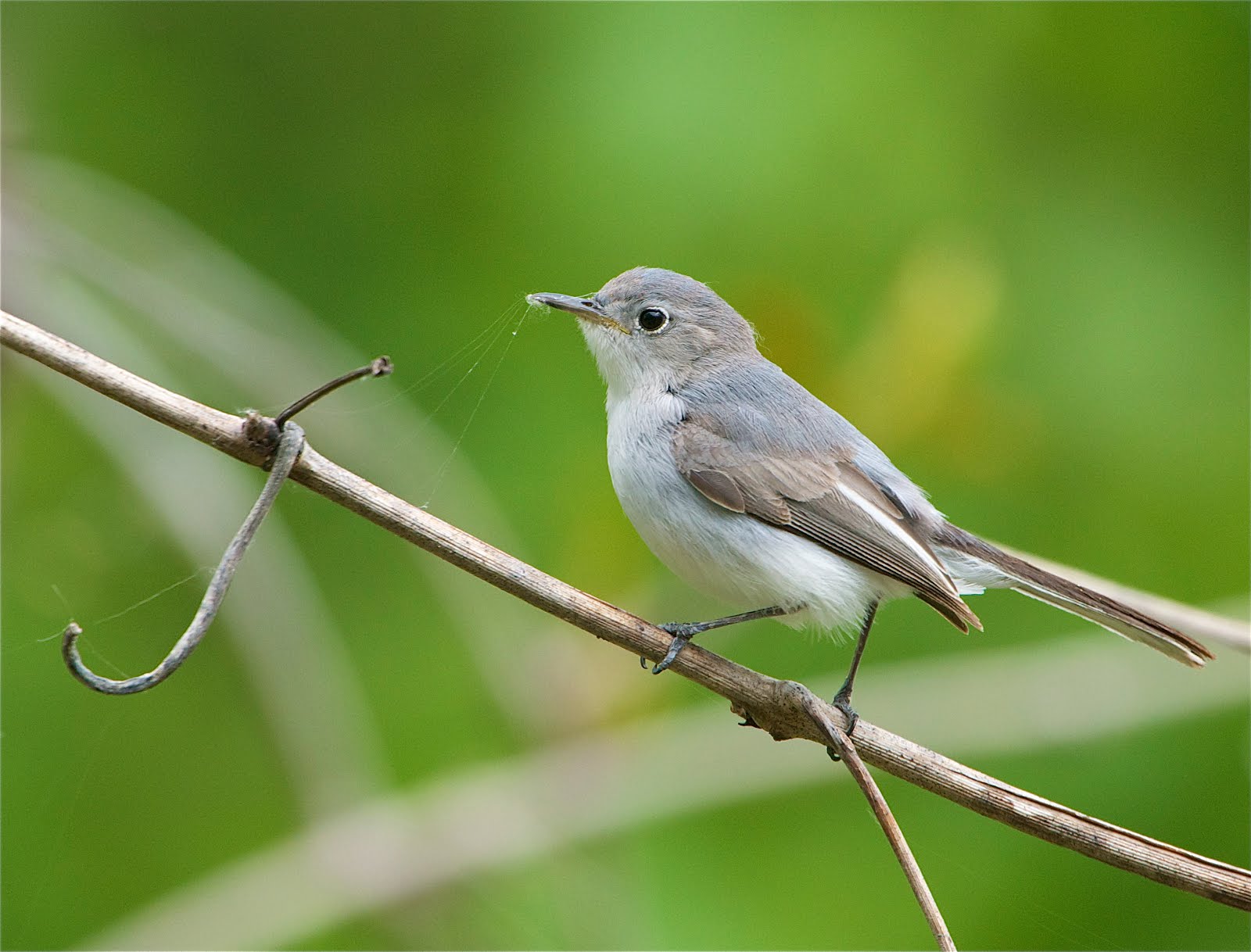 Gnatcatcher with Spiderweb