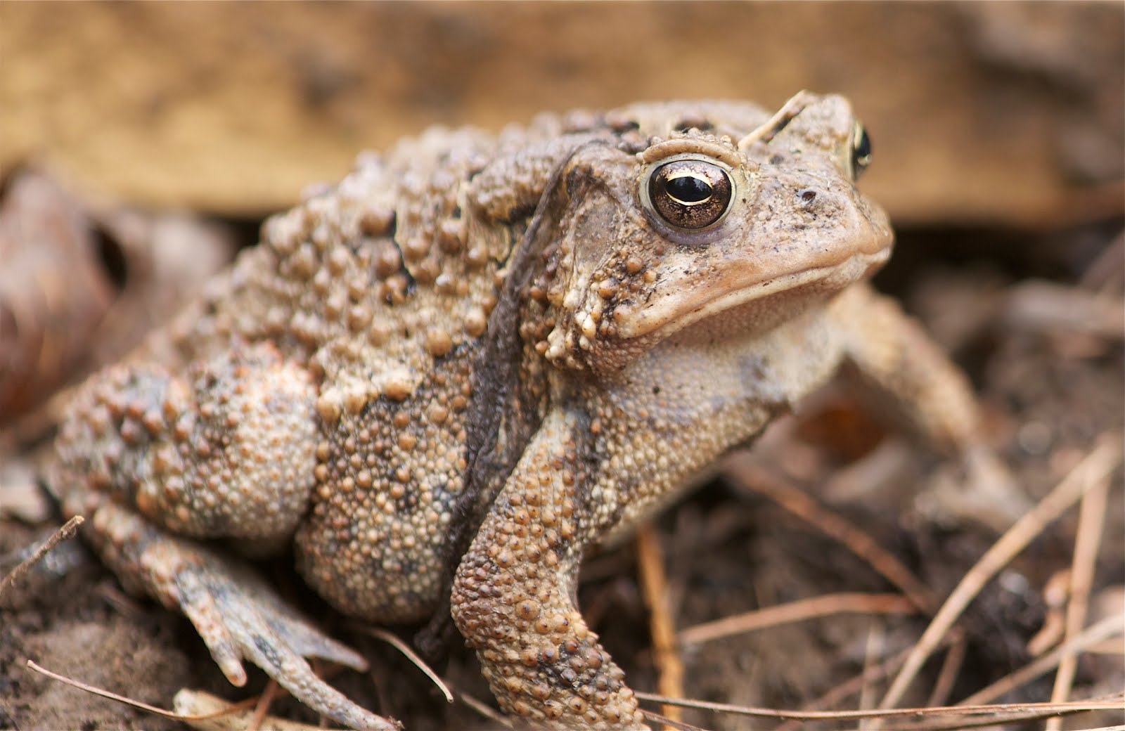 Guess Who I Found in the Garden This Morning