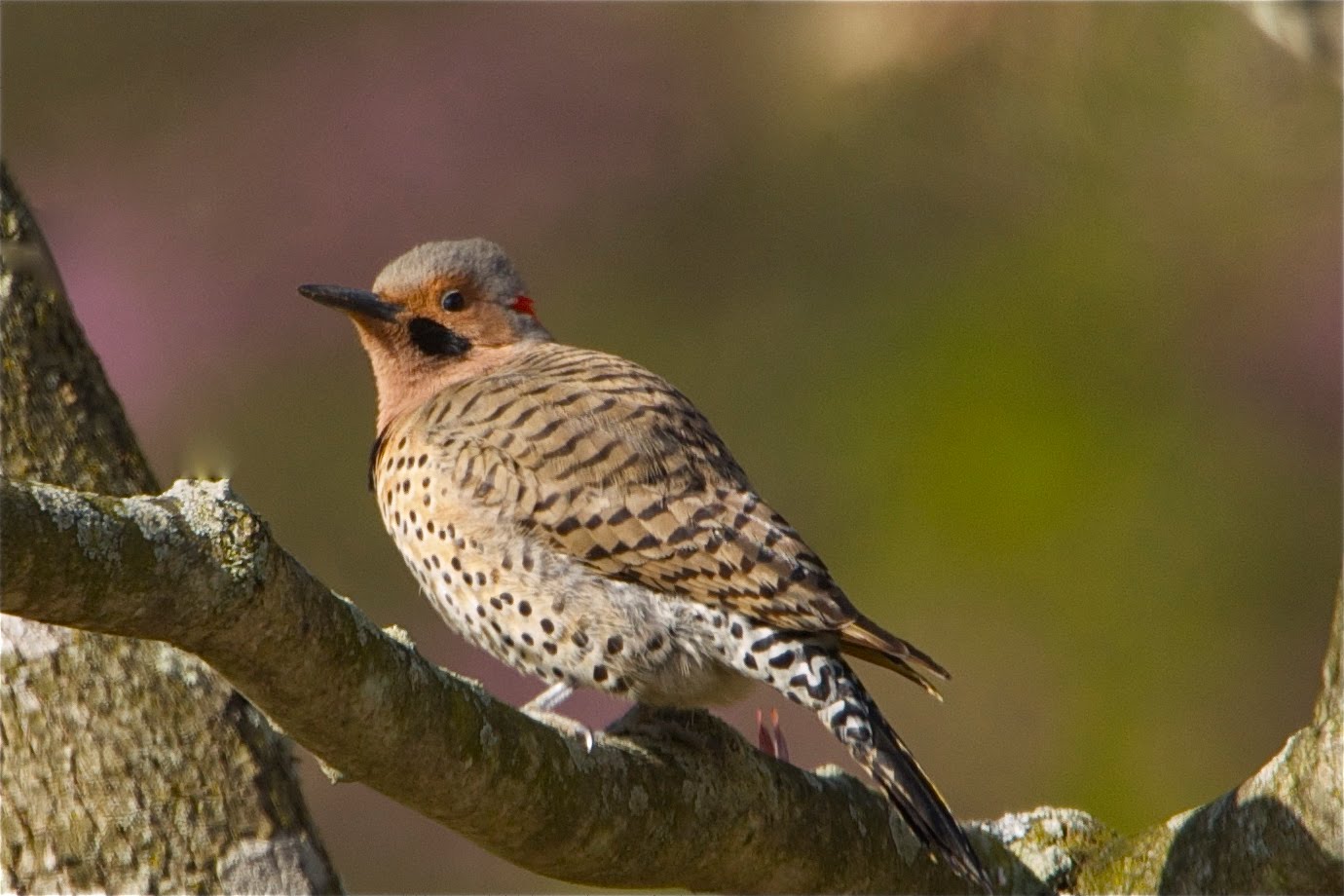 Hey, Did You Just Take My Picture? (Click to see his disapproving eye)