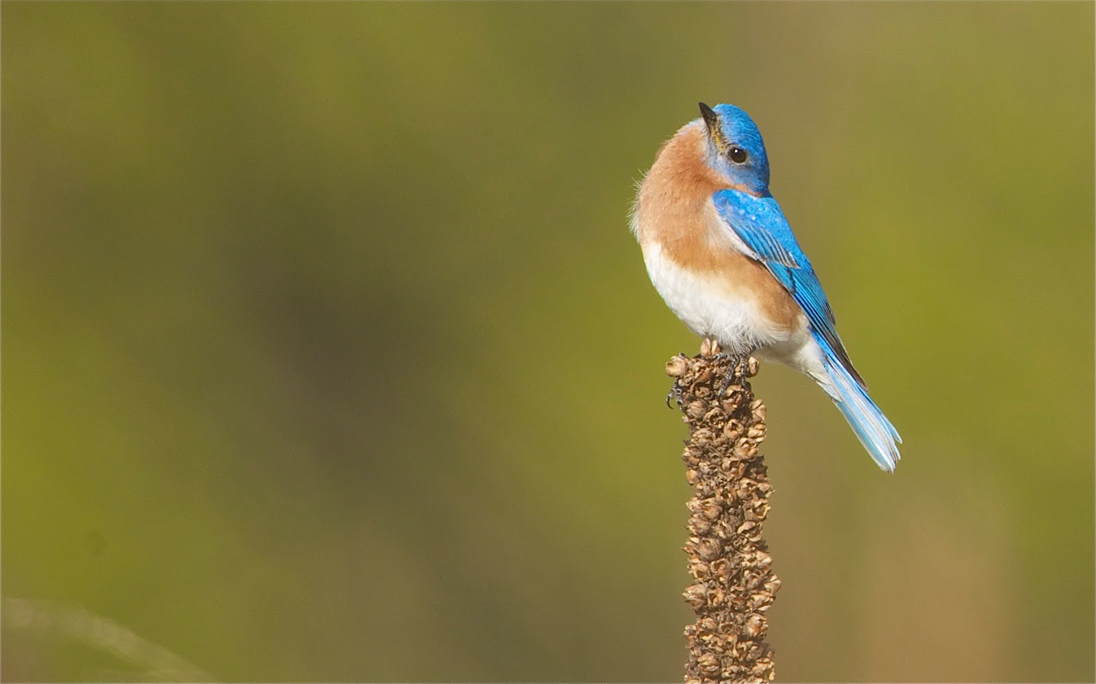 Bluebird with Stiff Neck (Click to Feel His Pain)