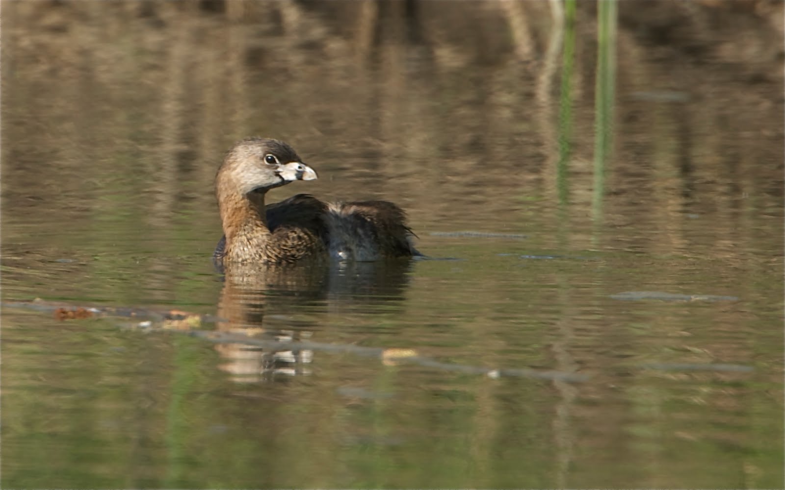 Smiling Pied Billed Grebe