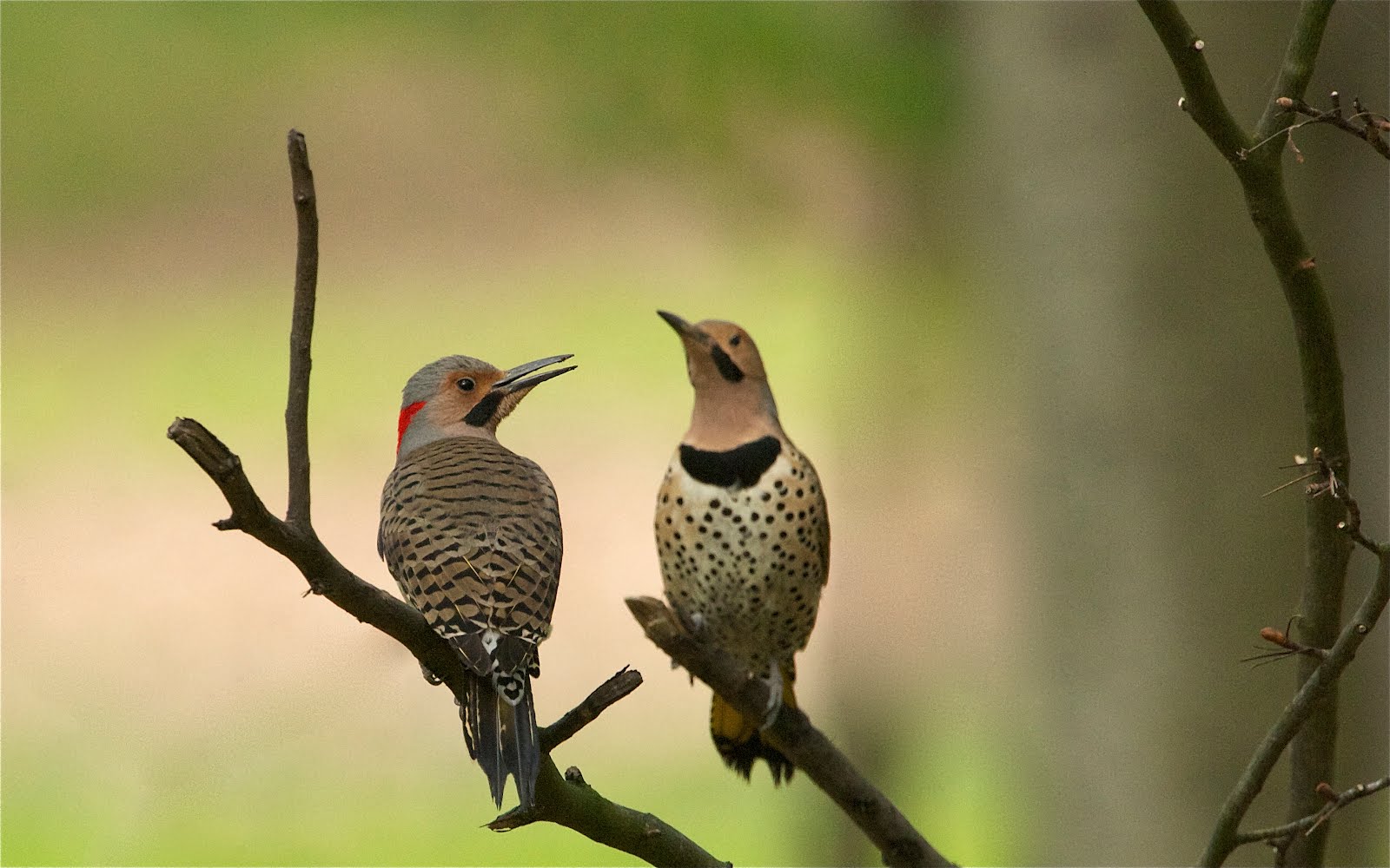 Flickers Fighting in the Woods at Valley Forge